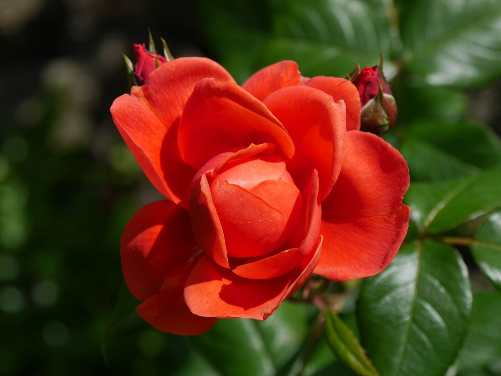 Panasonic Lumix DMC-G6 sample photo. Rose, red, flower photography