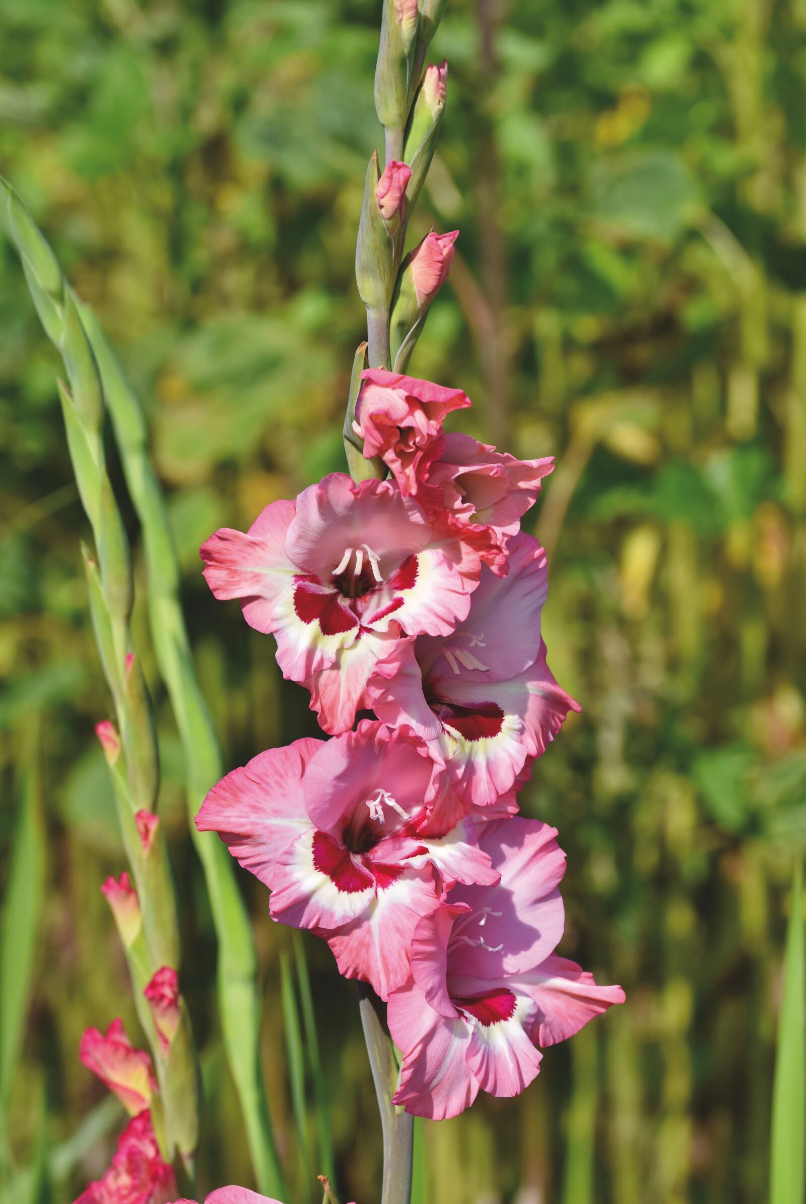 Nikon D7200 sample photo. Gladiolus, flowers, plant photography