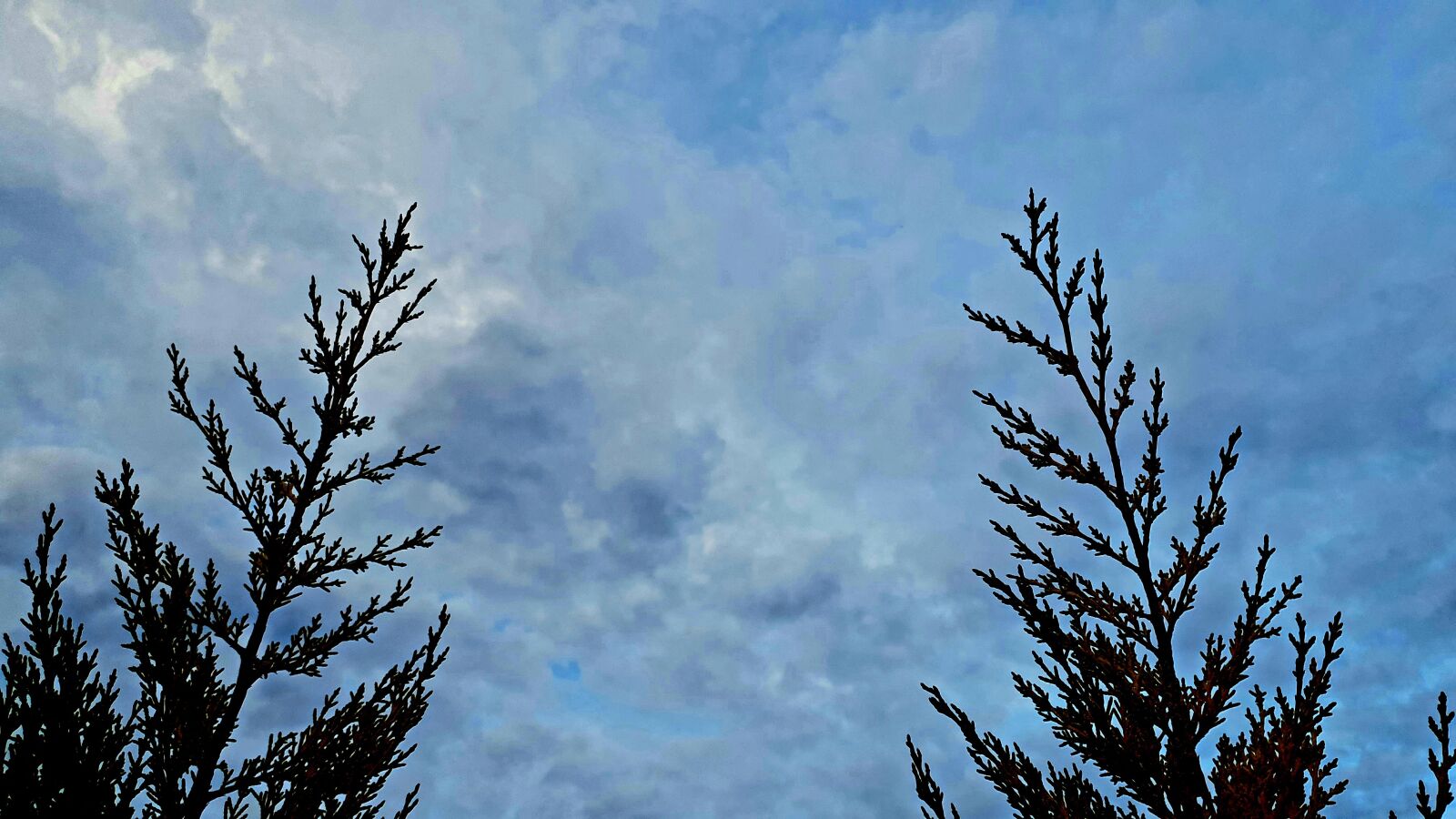 Samsung Galaxy S10e sample photo. Cloud, sky, pine photography