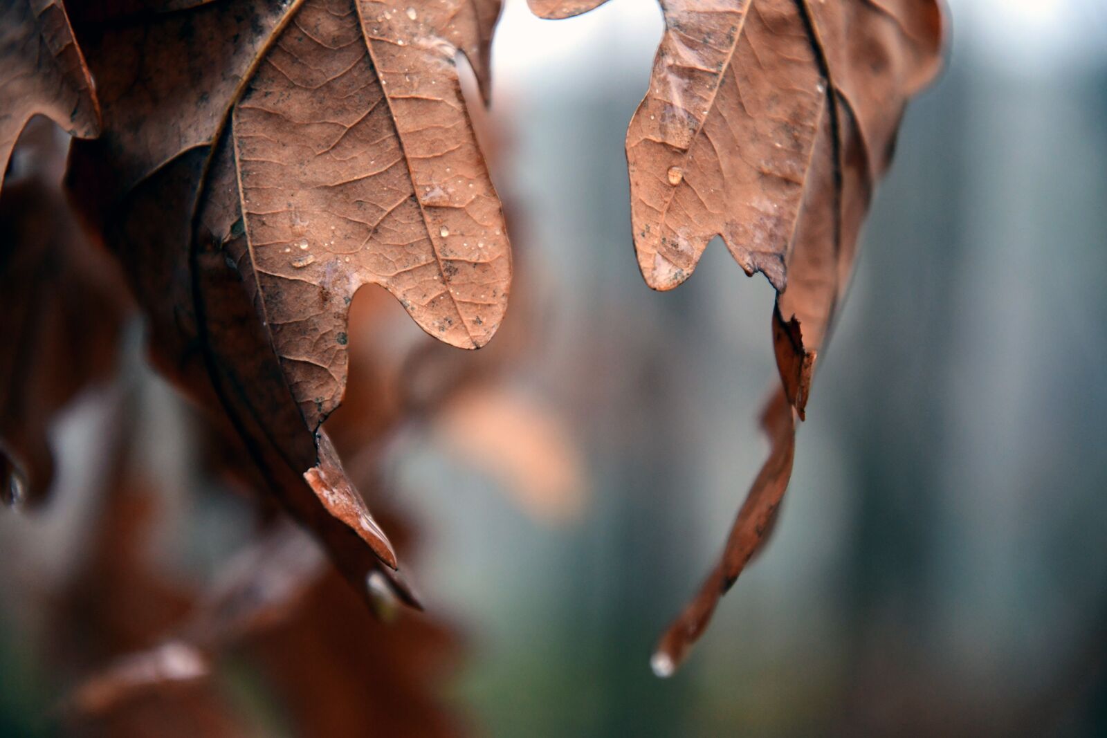 Nikon D500 sample photo. Autumn, nature, leaves photography