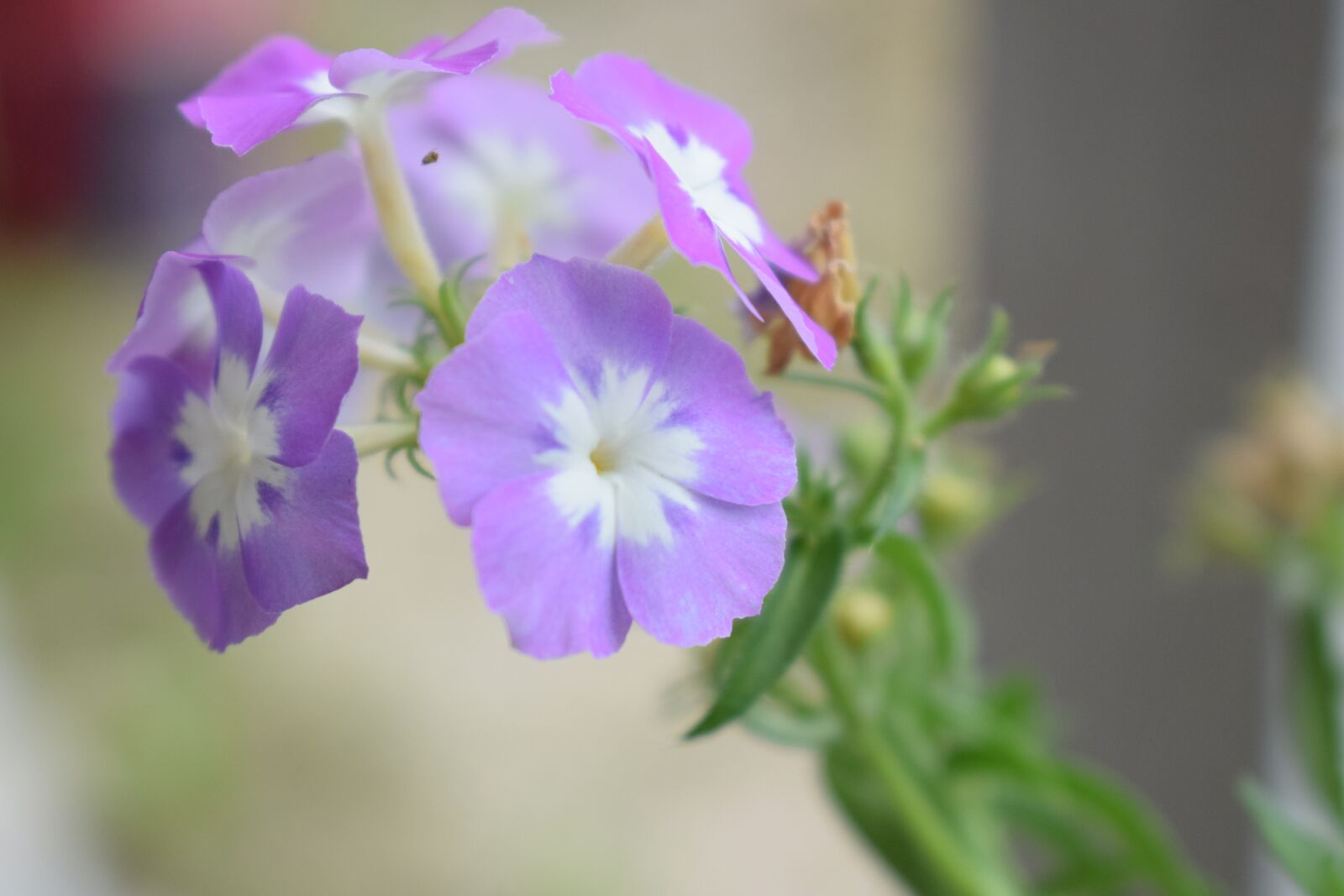 Nikon D5300 sample photo. Colombia, flowers, petal photography