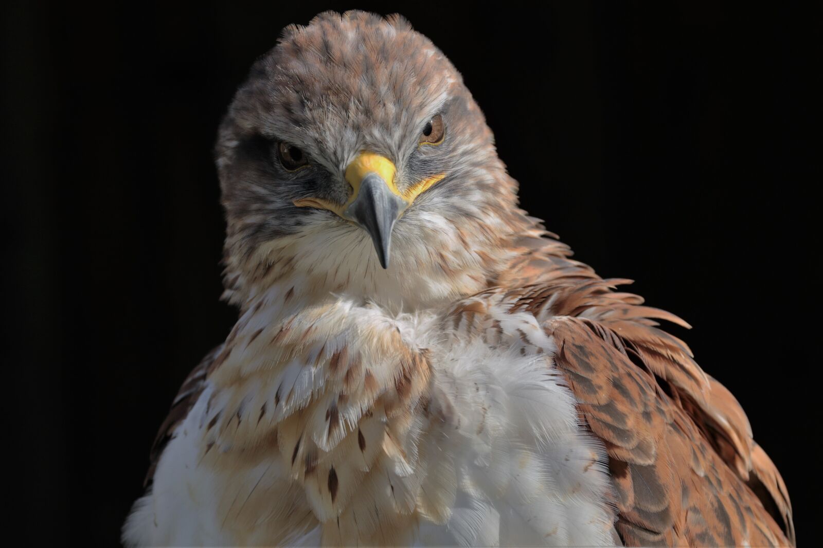 Canon EF 70-300mm F4-5.6L IS USM sample photo. Ferruginous hawk, hawk, ferruginous photography