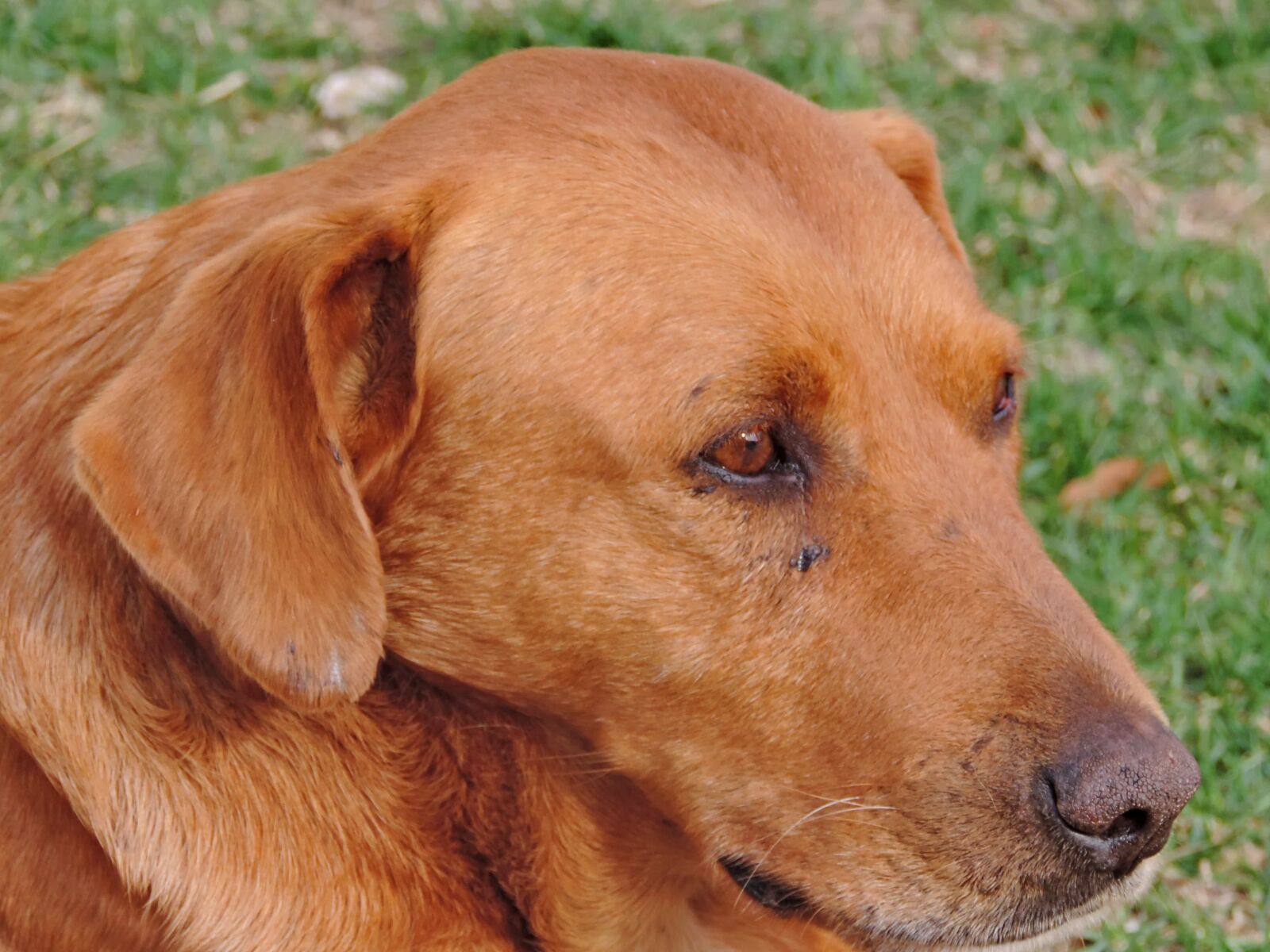 Nikon Coolpix P520 sample photo. Brown, dog, eyes, portrait photography