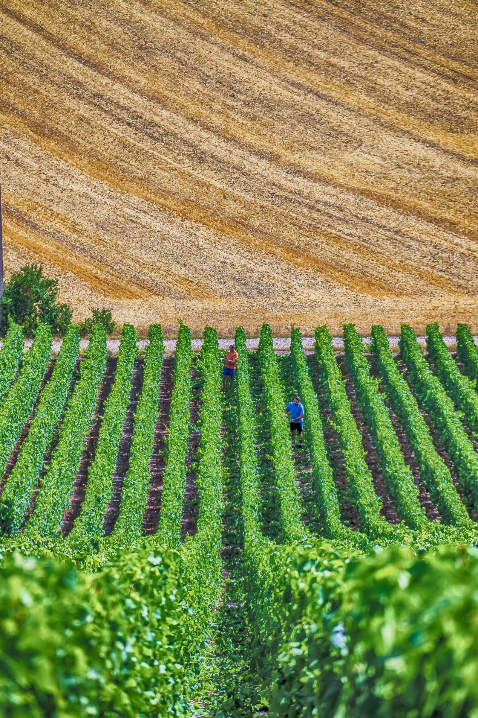 Canon EOS 70D sample photo. Vines, champagne, wine photography