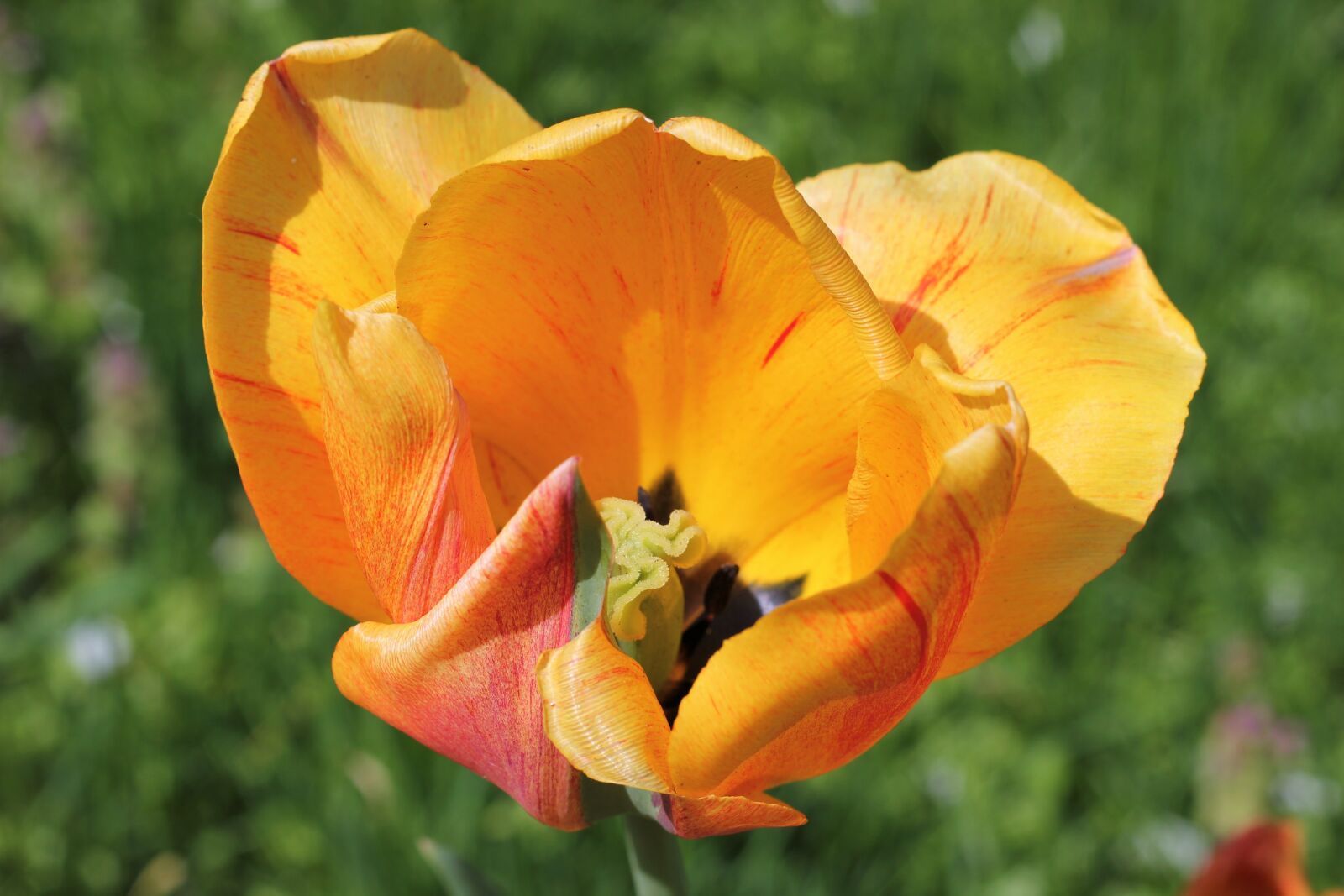 Canon EOS 550D (EOS Rebel T2i / EOS Kiss X4) sample photo. Yellow red tulip, flower photography