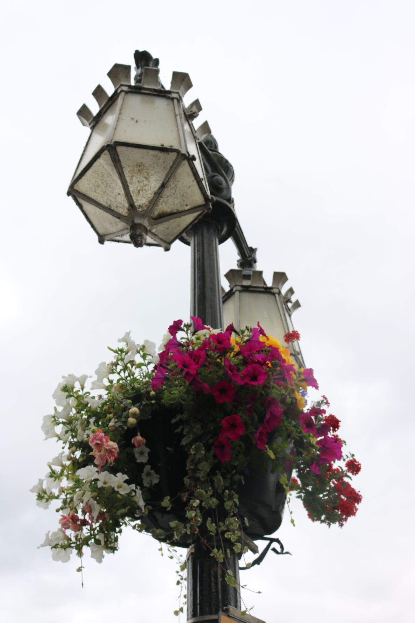 Canon EOS 750D (EOS Rebel T6i / EOS Kiss X8i) sample photo. Flower, lighting column, colors photography