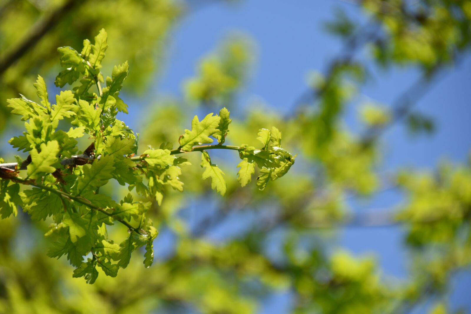 Nikon D5600 sample photo. Oak leaves, leaves of photography