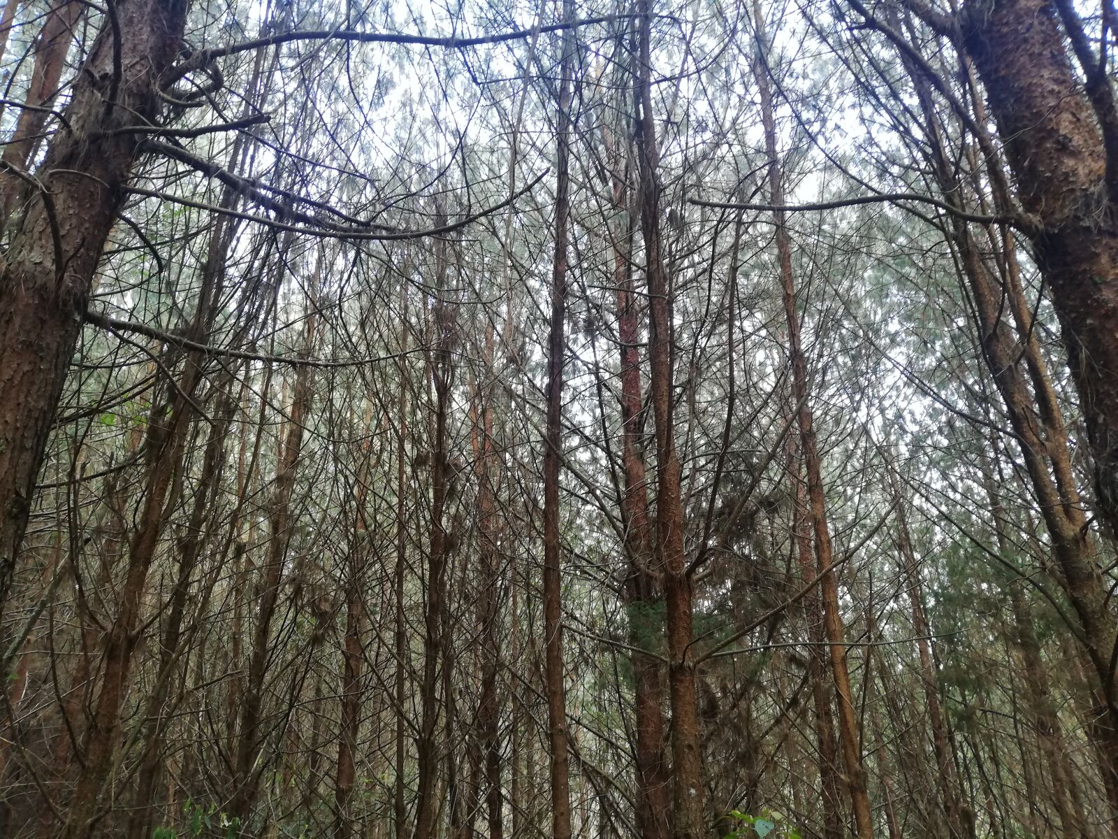 HUAWEI P20 lite sample photo. Forest, countryside, landscape photography
