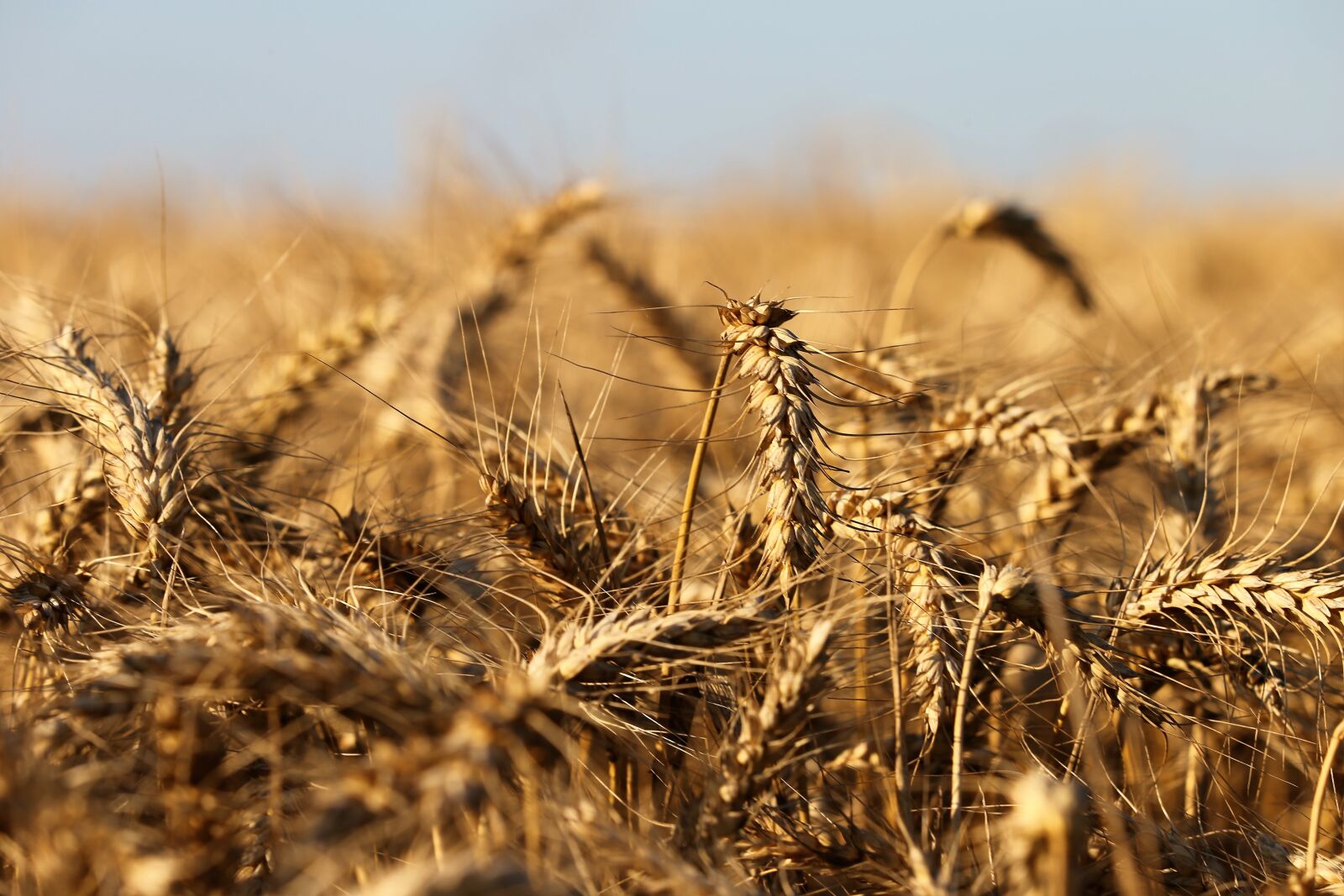 Canon EF 70-300 F4-5.6 IS II USM sample photo. Agriculture, wheat, plant photography