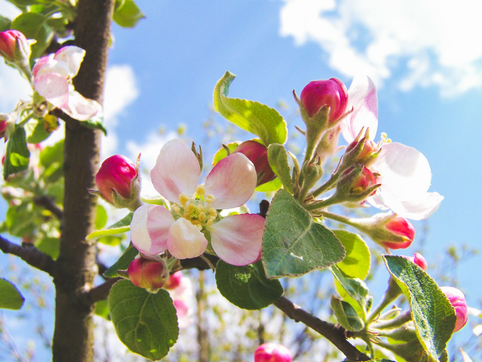 Kodak EASYSHARE Z710 ZOOM DIGITAL CAMERA sample photo. Apple flower, apple, flower photography