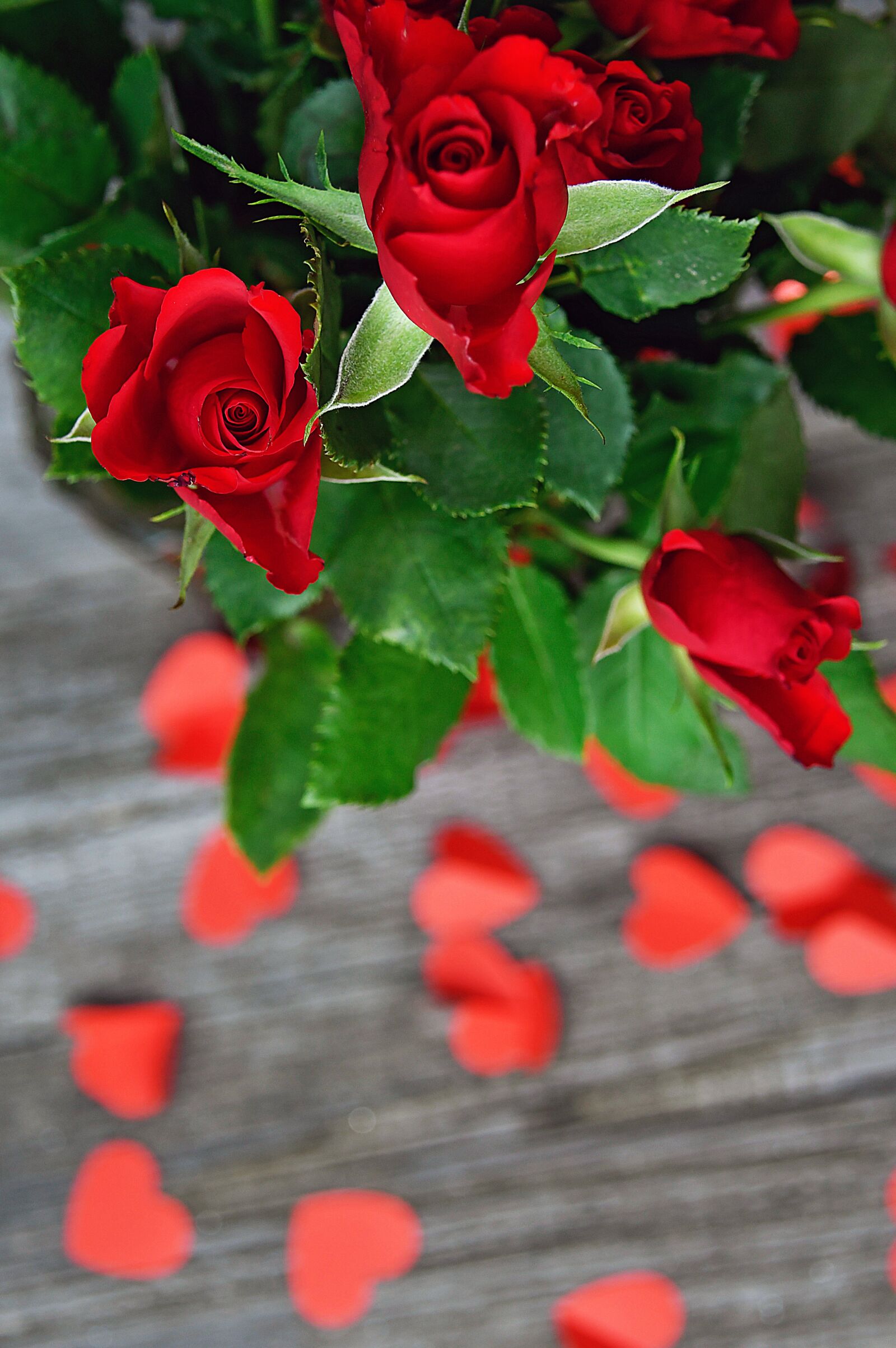 Nikon D3200 sample photo. Rose, valentine's, valentine's day photography