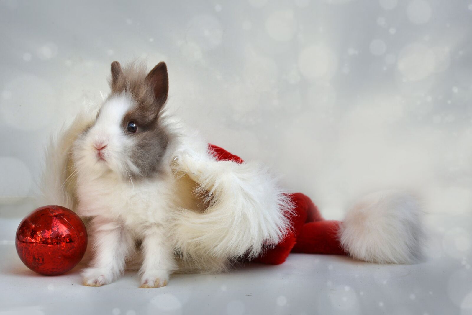 Nikon D7100 sample photo. Christmas, dwarf bunny, cap photography