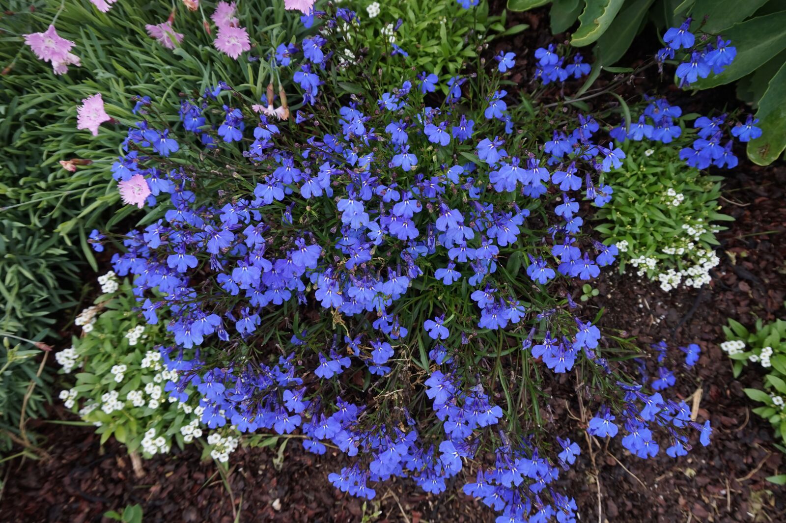Sony Alpha a5000 (ILCE 5000) sample photo. Spring, maine, flowers photography