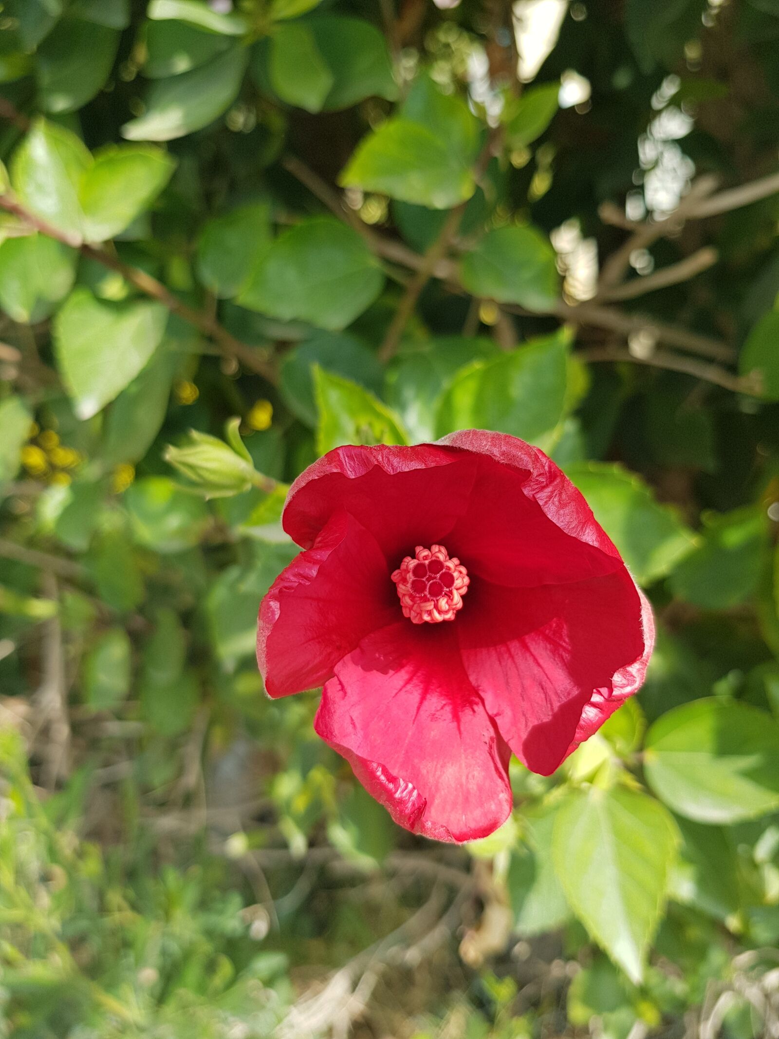 Samsung Galaxy S8+ sample photo. Flower, red, garden photography