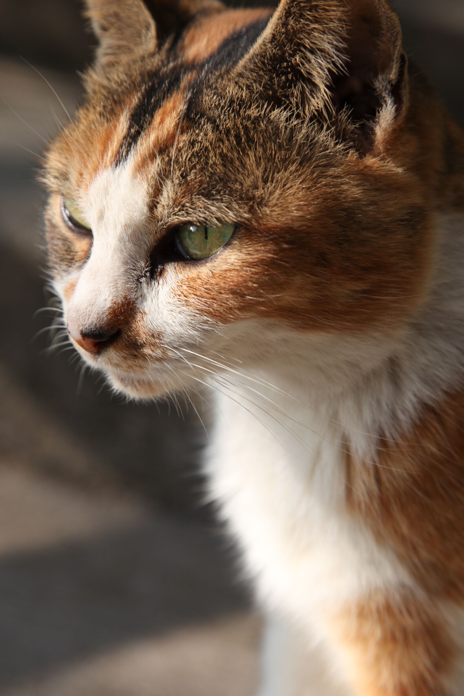 Canon EOS 5D Mark II sample photo. Cat, stray, animal photography