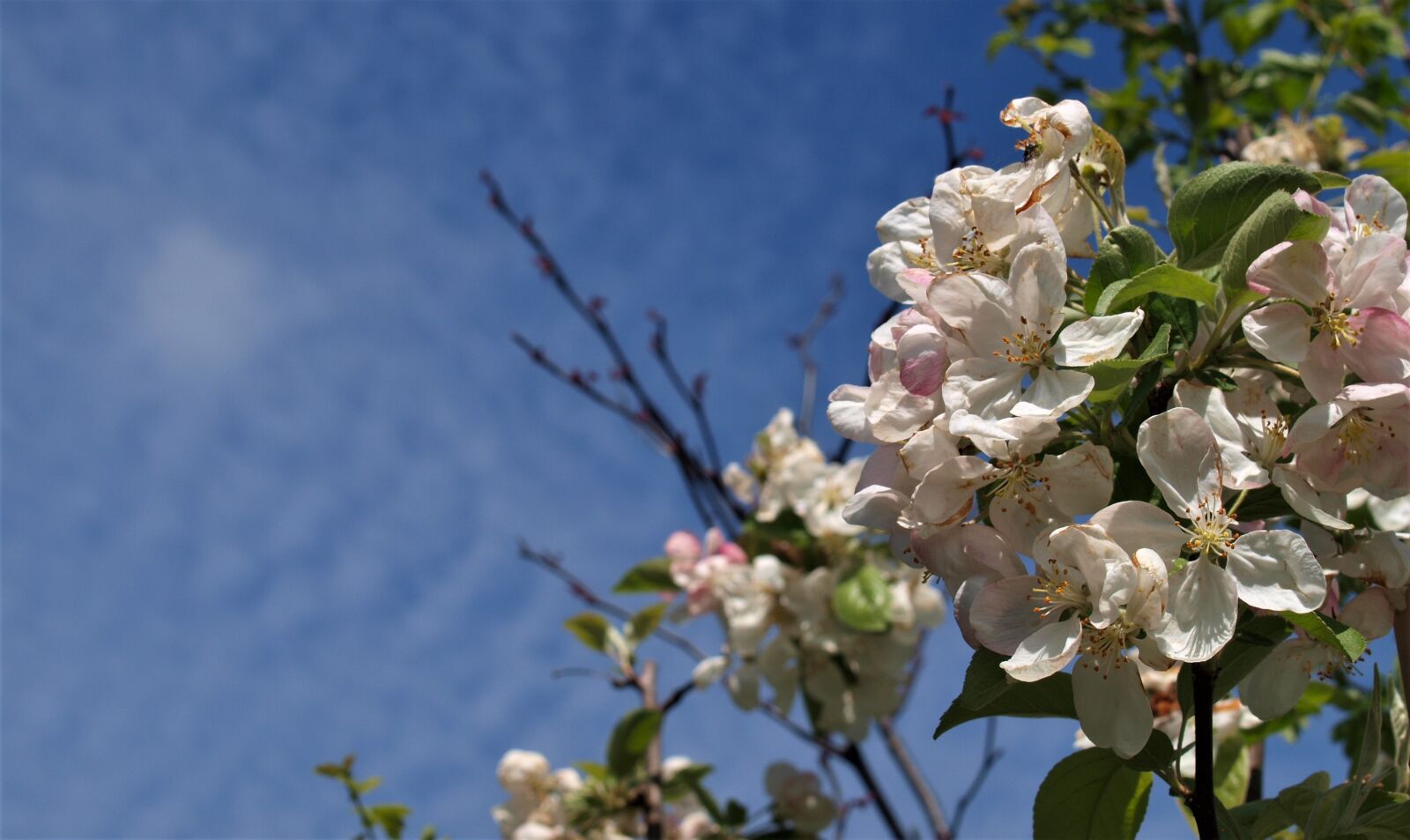 Olympus E-520 (EVOLT E-520) sample photo. Flower, flora, tree photography