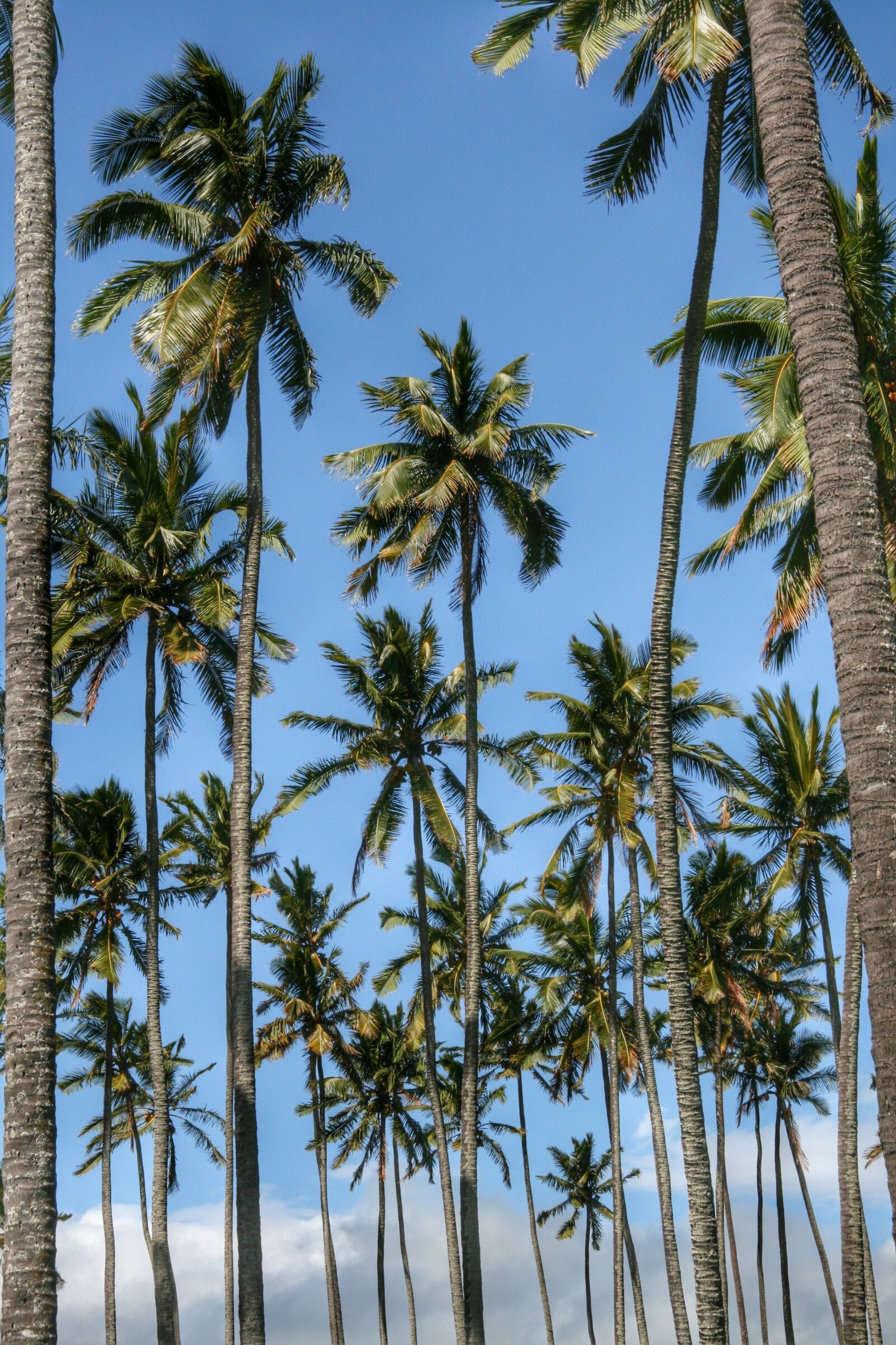 Canon EOS 400D (EOS Digital Rebel XTi / EOS Kiss Digital X) sample photo. Trees, palms, palm tree photography