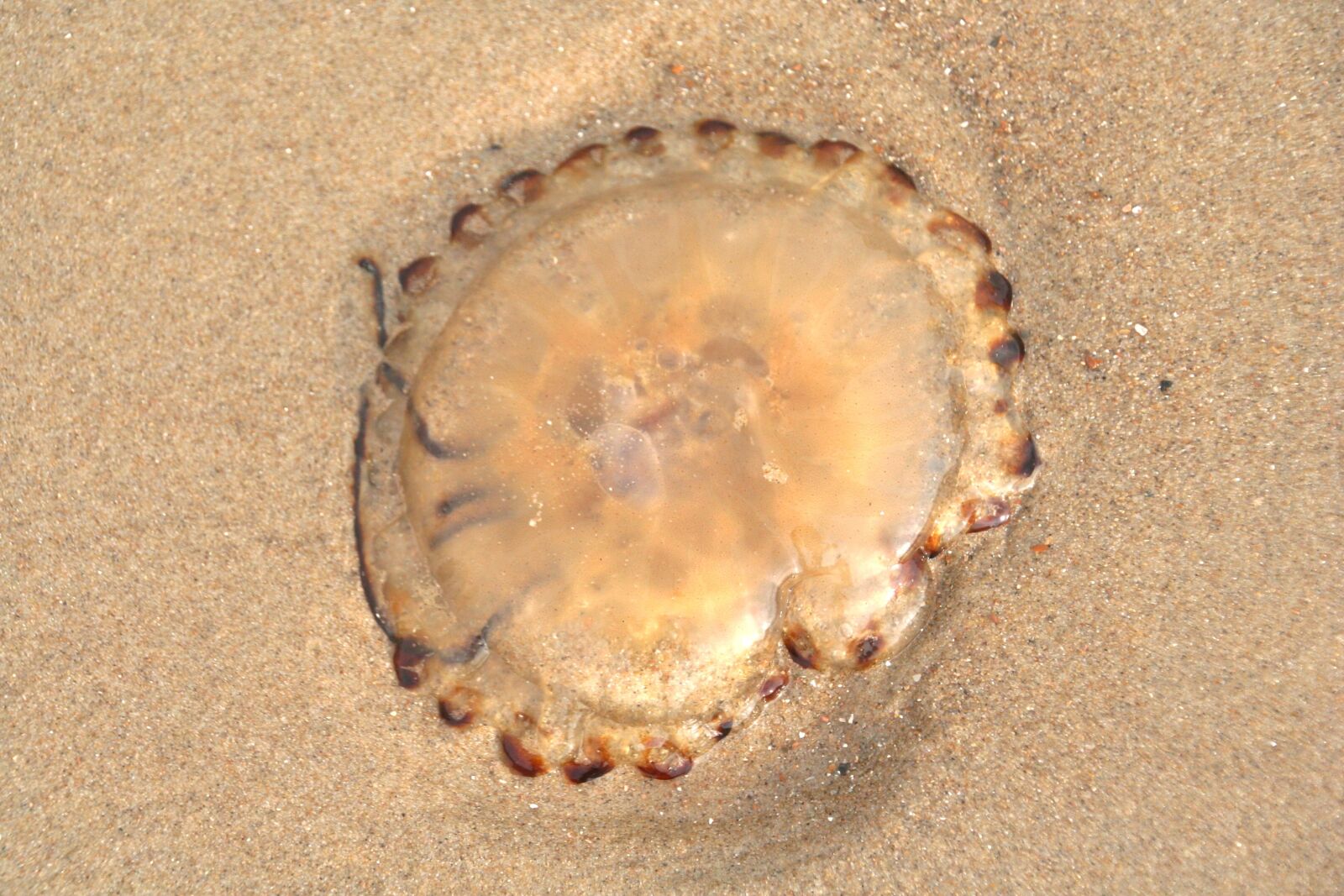 Canon EOS 350D (EOS Digital Rebel XT / EOS Kiss Digital N) sample photo. Jellyfish, sand, beach photography