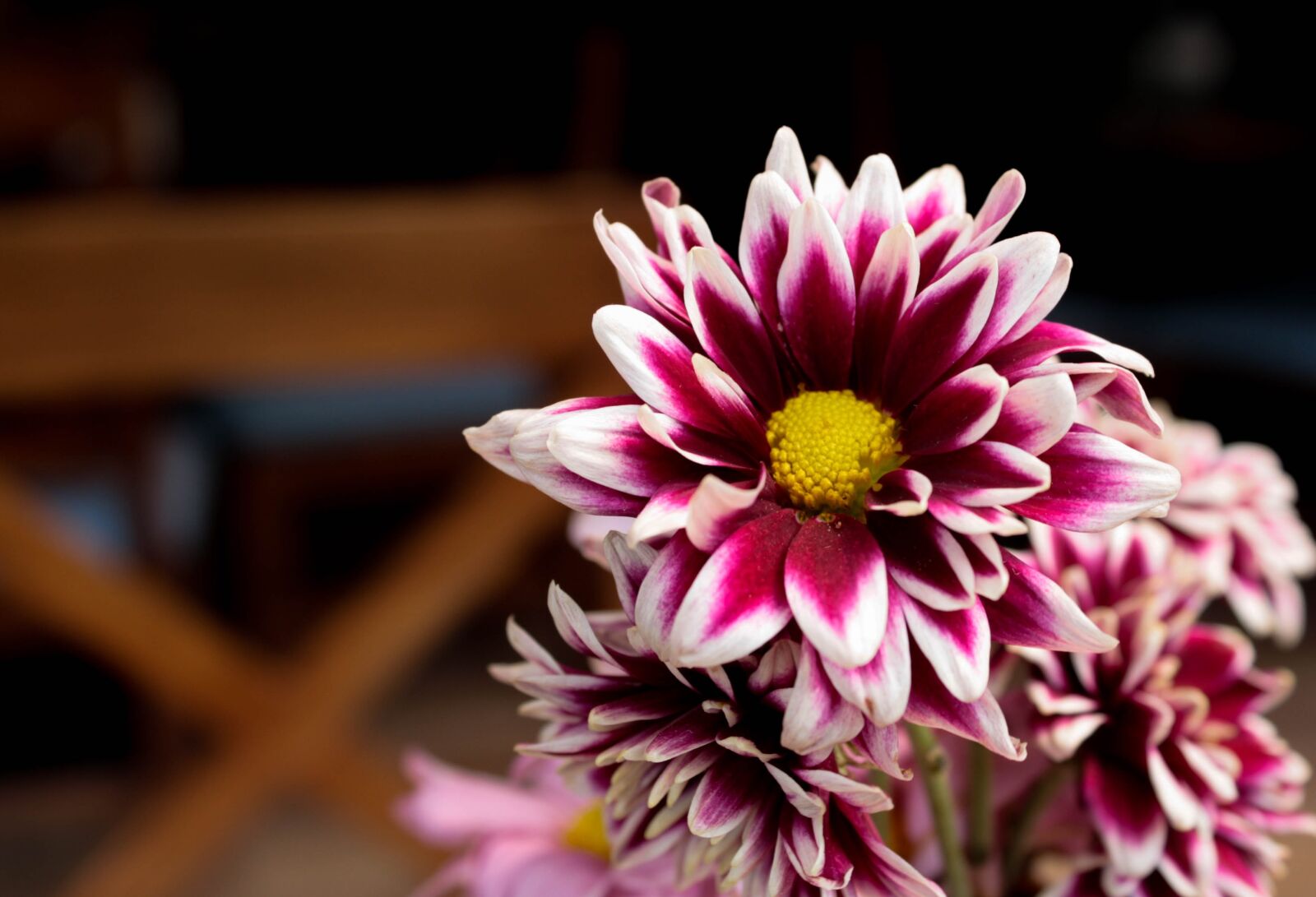 Canon EOS 1000D (EOS Digital Rebel XS / EOS Kiss F) sample photo. Flower, nature, plant photography