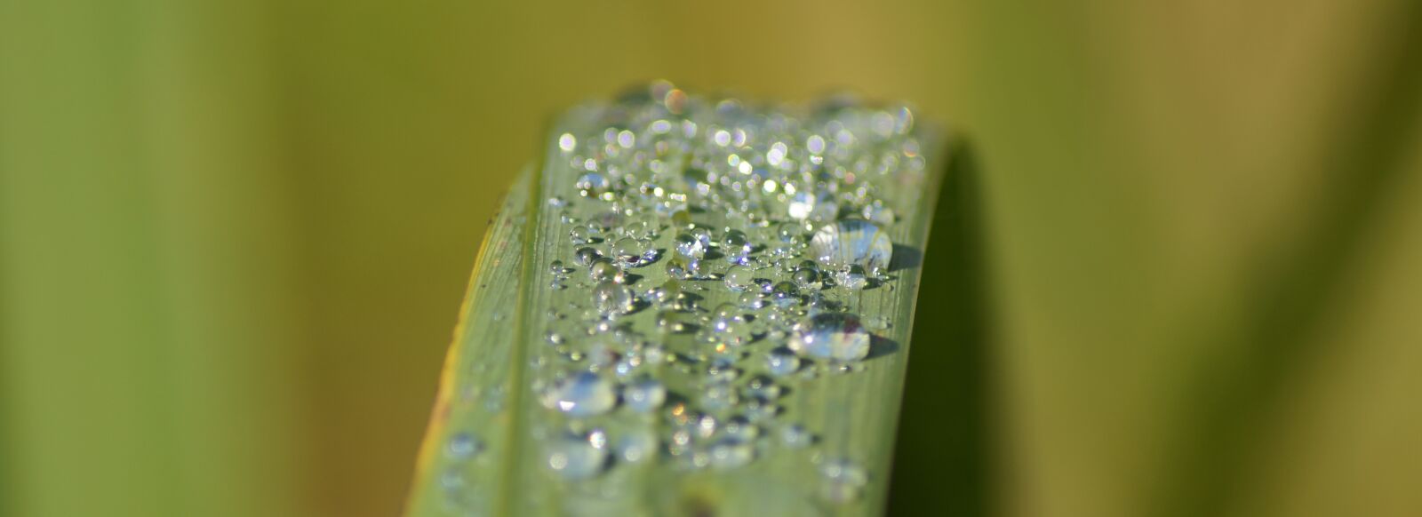 Sony SLT-A57 sample photo. Leaf, drop of water photography