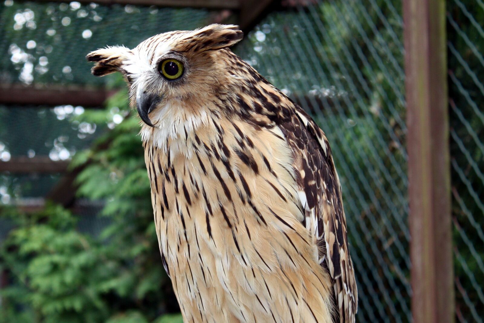 Canon EOS 450D (EOS Rebel XSi / EOS Kiss X2) sample photo. Birds, owl, zoo photography