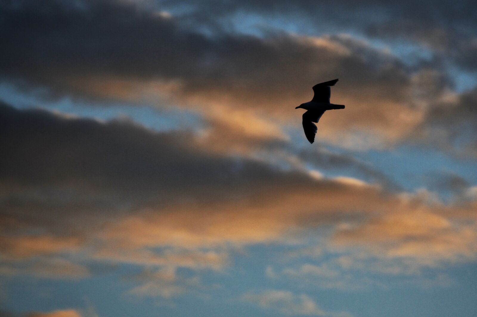 Canon EOS 5D Mark II sample photo. Sunset, seagull, sky photography