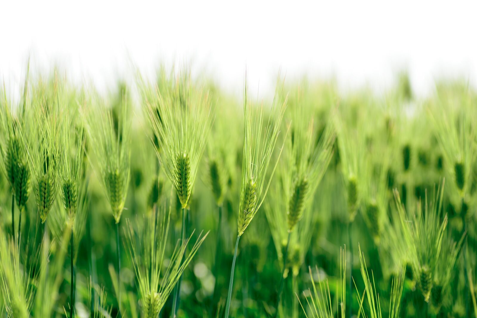 Nikon Df sample photo. Natural, plant, green photography