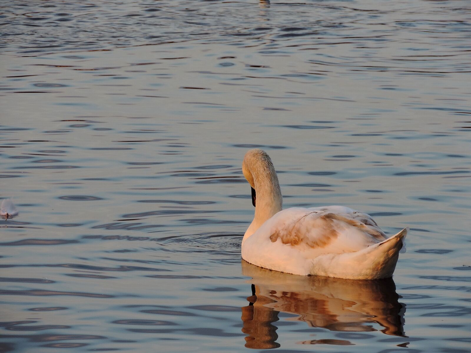 Nikon Coolpix P520 sample photo. Sunset, swan, wildlife, water photography