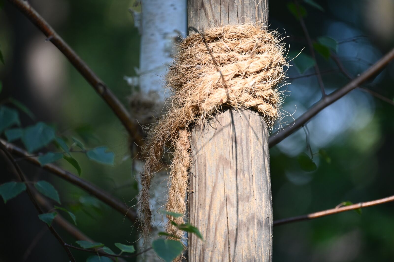 Nikon Z6 sample photo. Rope, support, knitting photography
