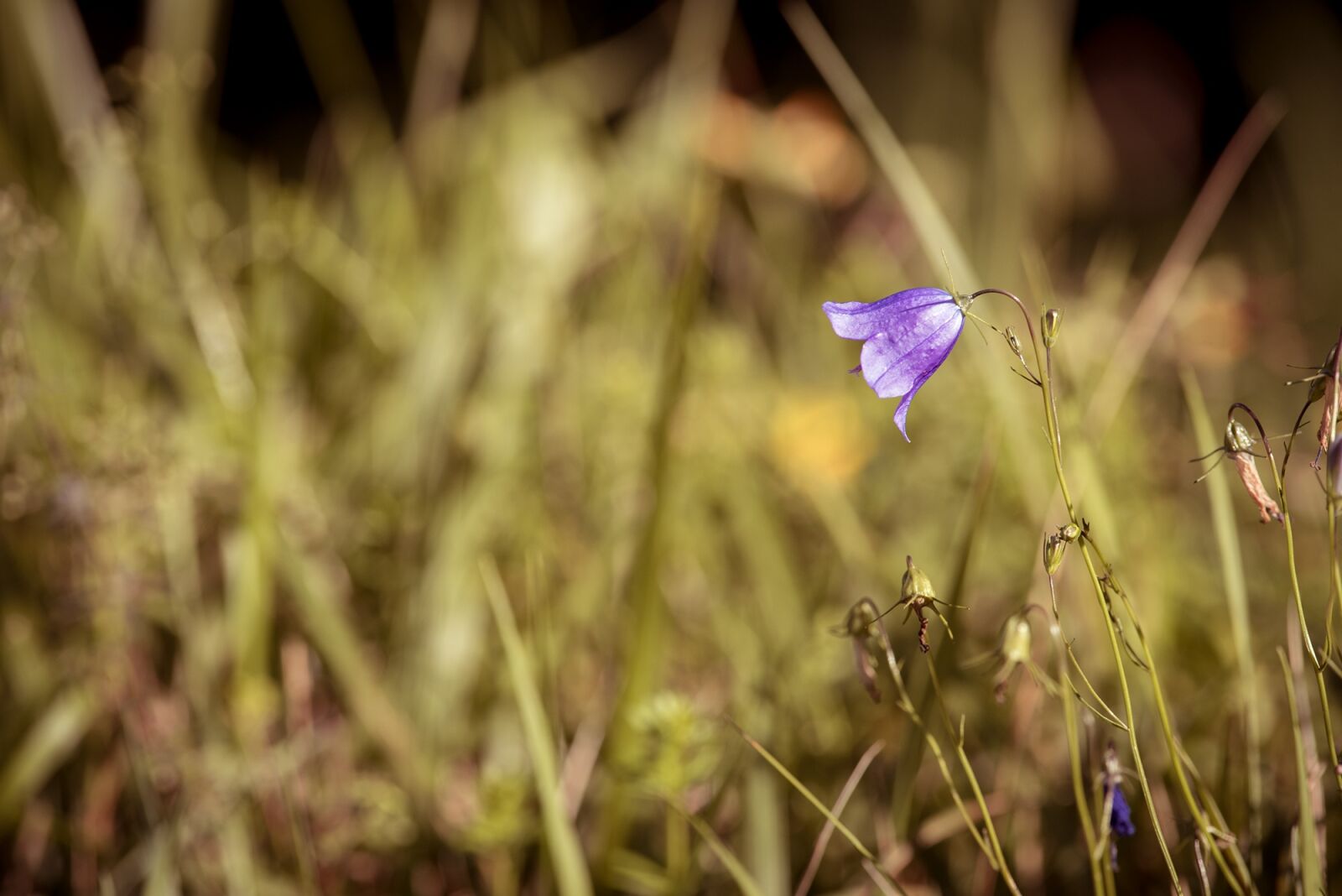 Nikon D750 sample photo. Round leaved bellflower, campanula photography