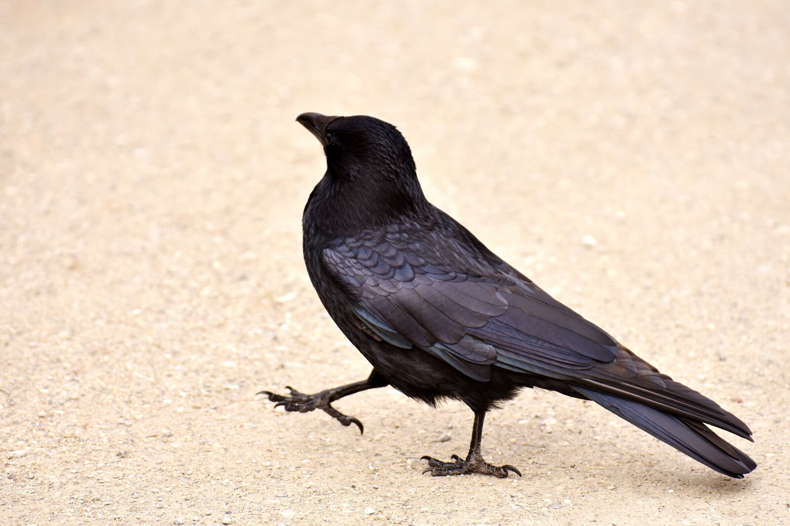 Nikon D7200 sample photo. Common raven, raven, raven photography