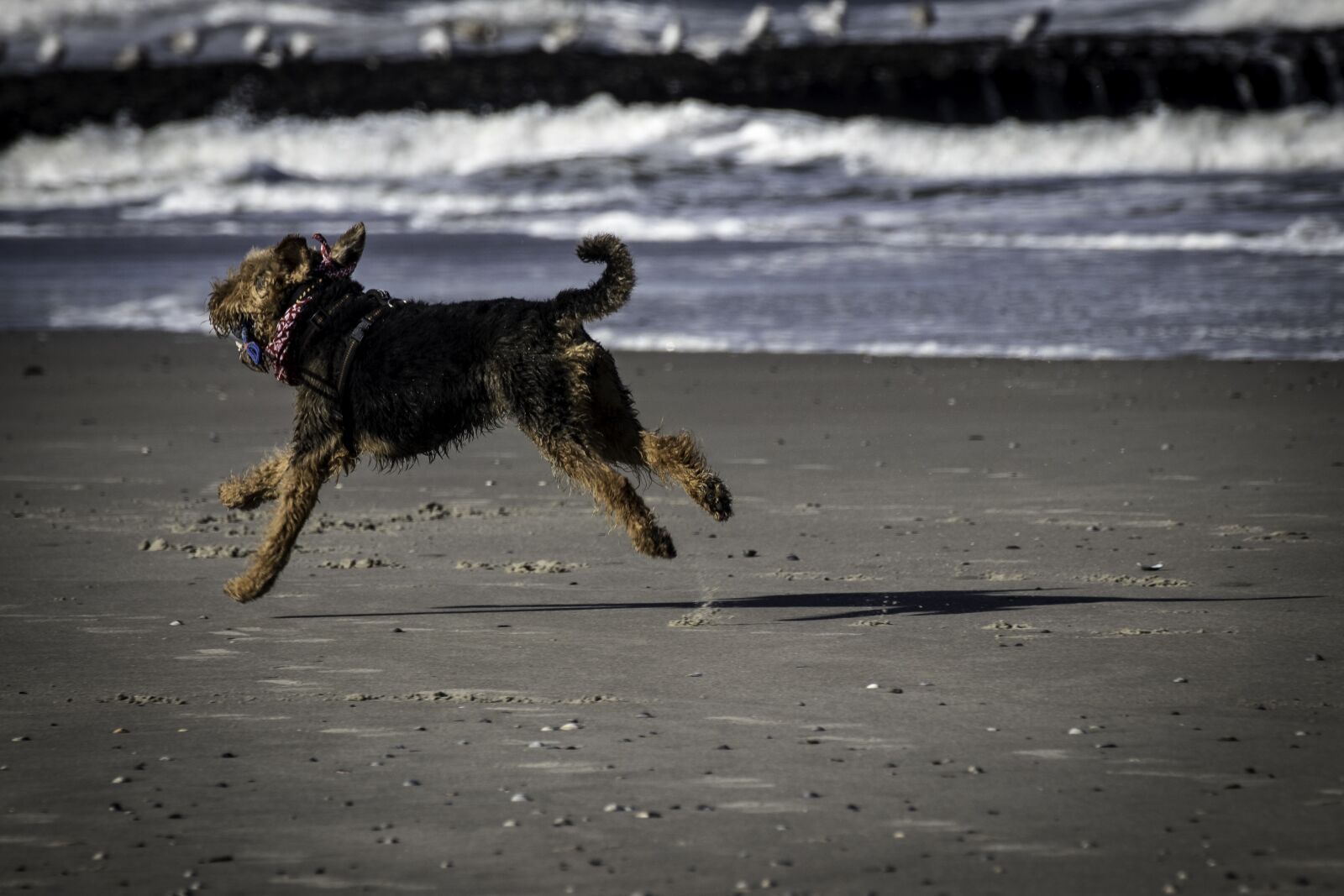 Canon EOS 80D sample photo. Dog, sea, beach photography