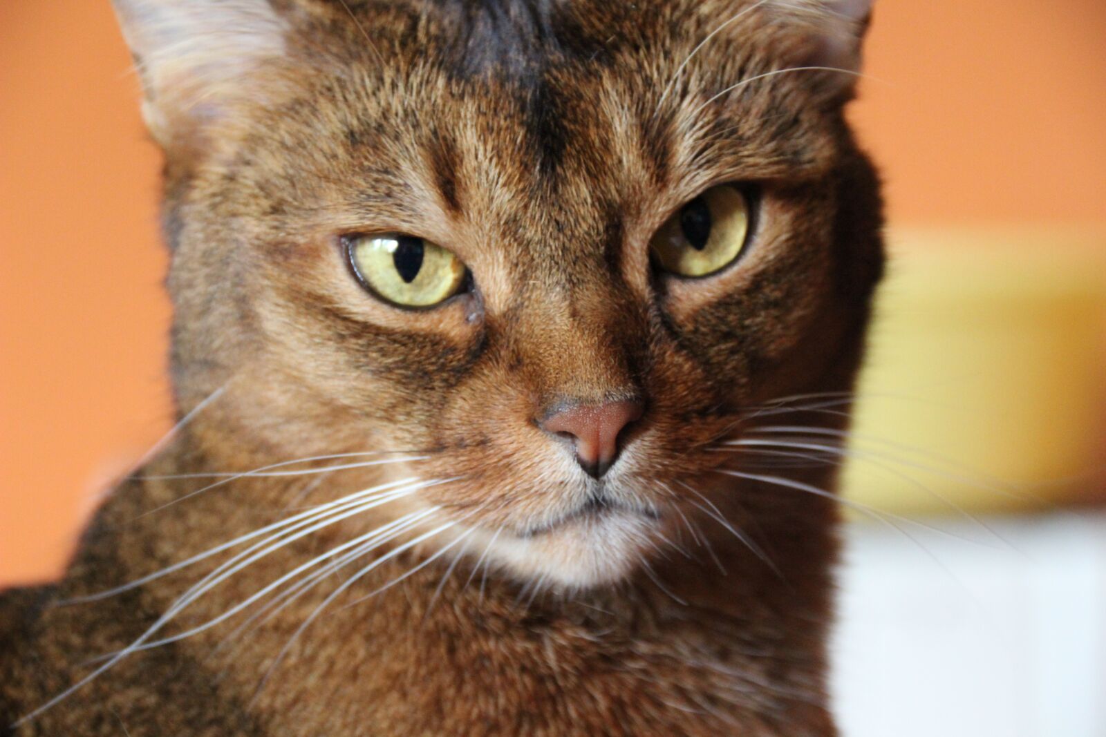 Canon EOS 600D (Rebel EOS T3i / EOS Kiss X5) sample photo. Cat, breed cat, abyssinian photography