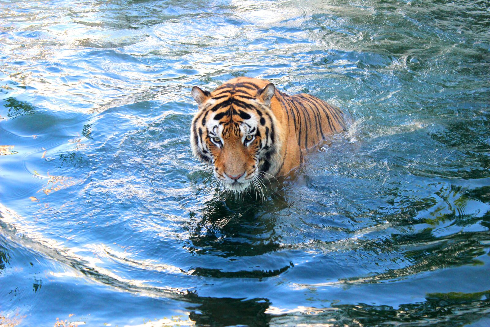 Canon EOS 600D (Rebel EOS T3i / EOS Kiss X5) sample photo. Tiger, feline, animal photography