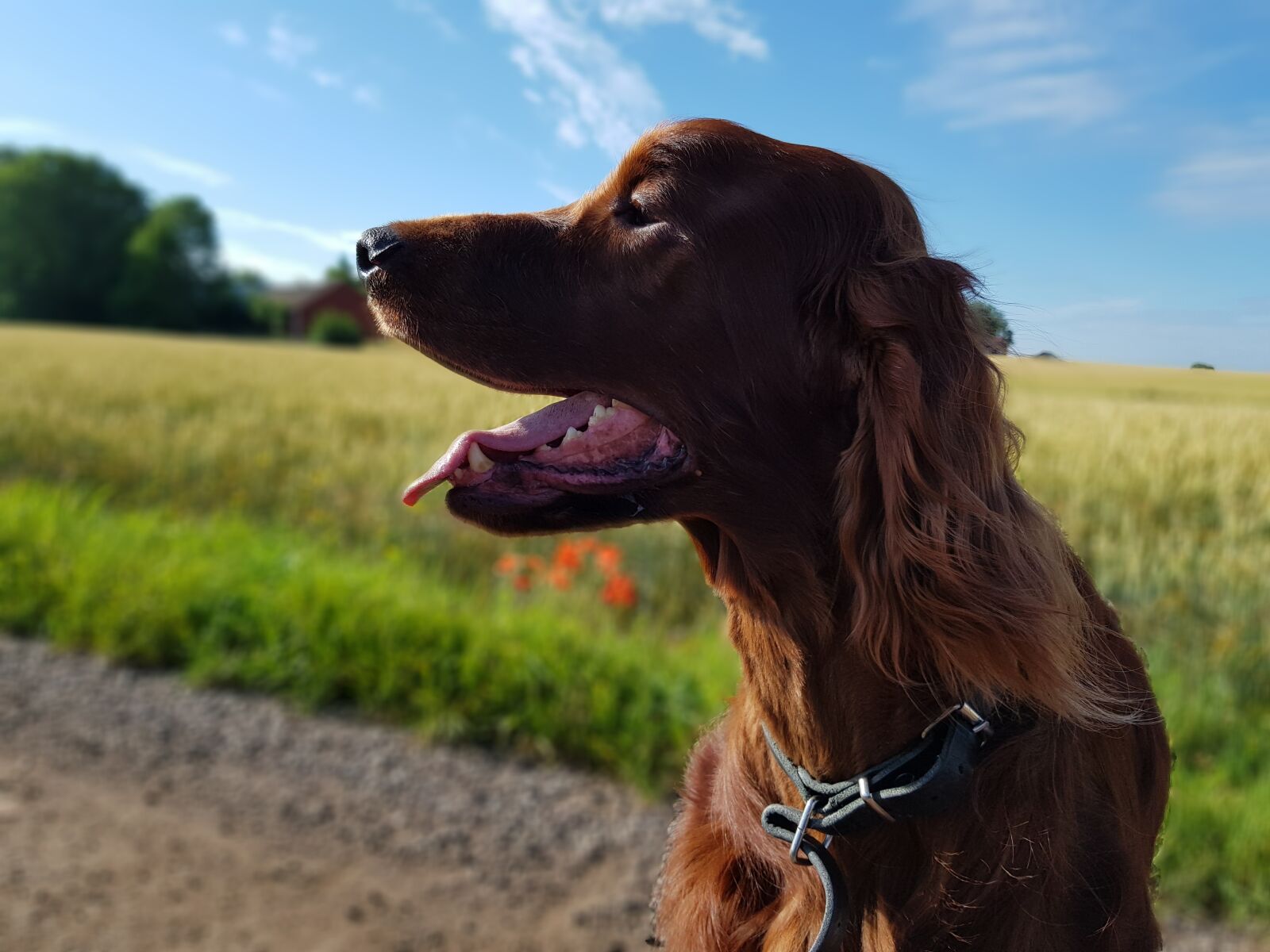 Samsung Galaxy S8+ sample photo. Dog, setter, irish setter photography