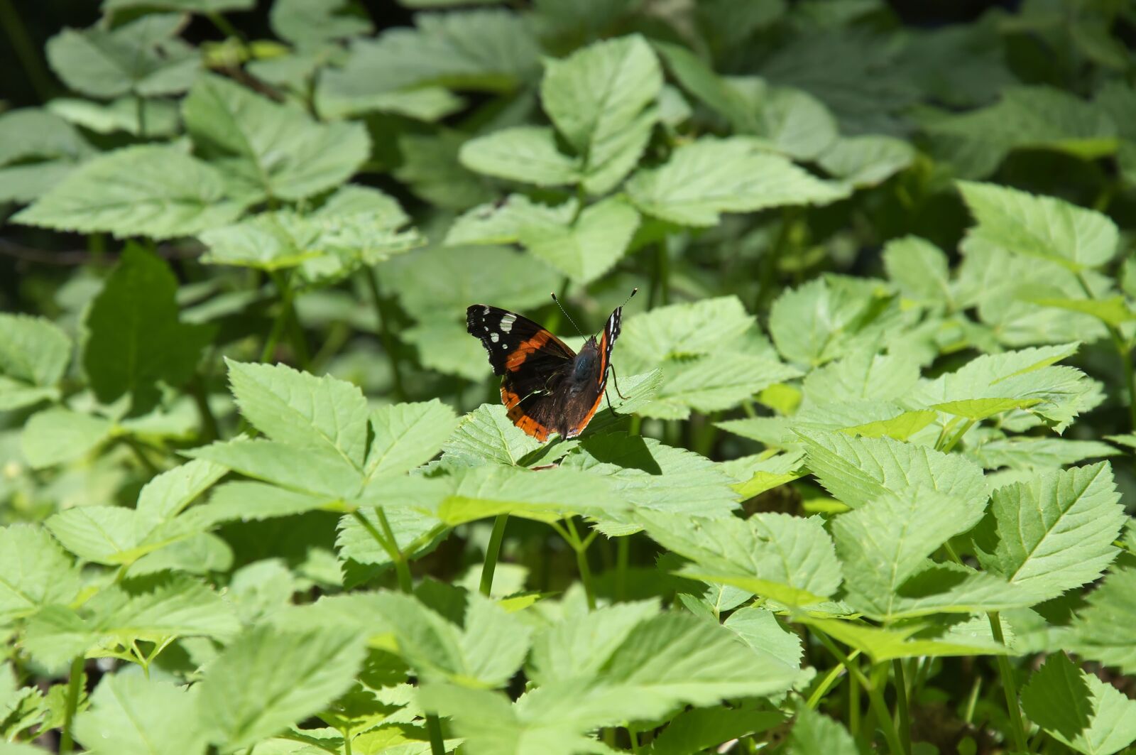 Nikon D5000 sample photo. Foxtail, butterfly, insect photography