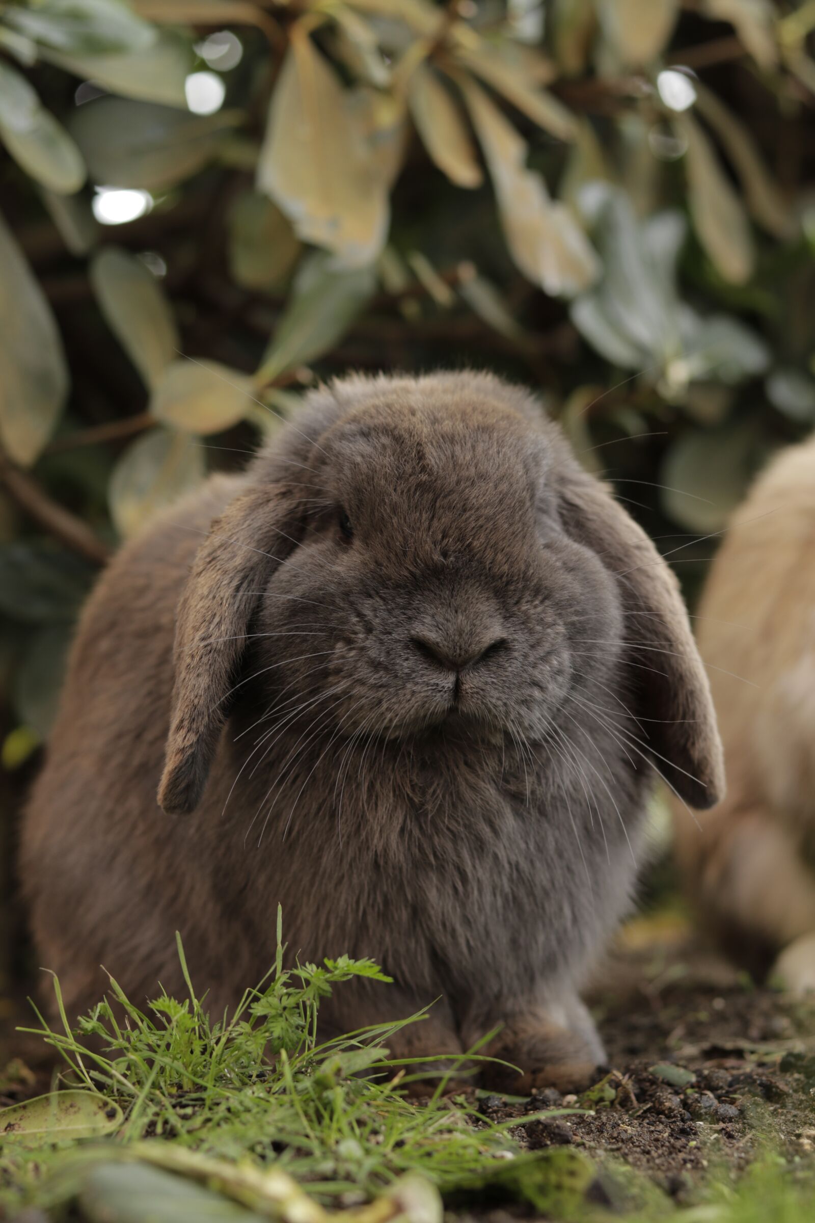 Canon EOS 80D + Canon EF 50mm F1.8 STM sample photo. Bunny, rabbit, easter photography