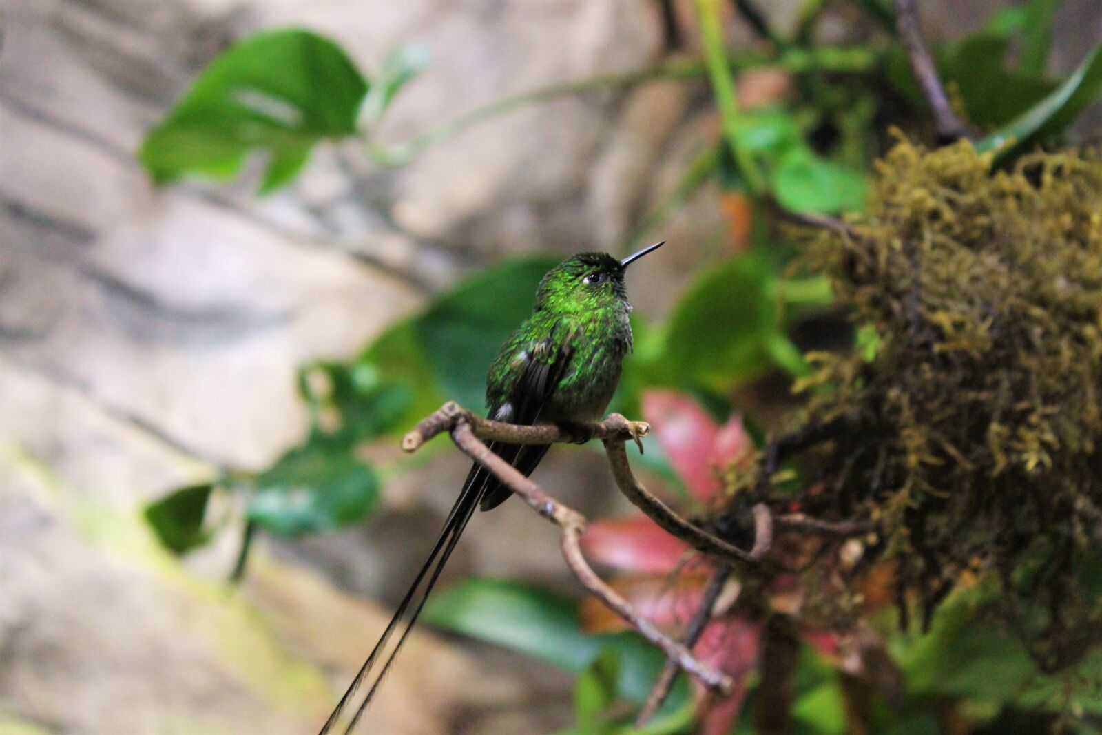 Canon EOS 1100D (EOS Rebel T3 / EOS Kiss X50) sample photo. Hummingbird, tiny, small photography