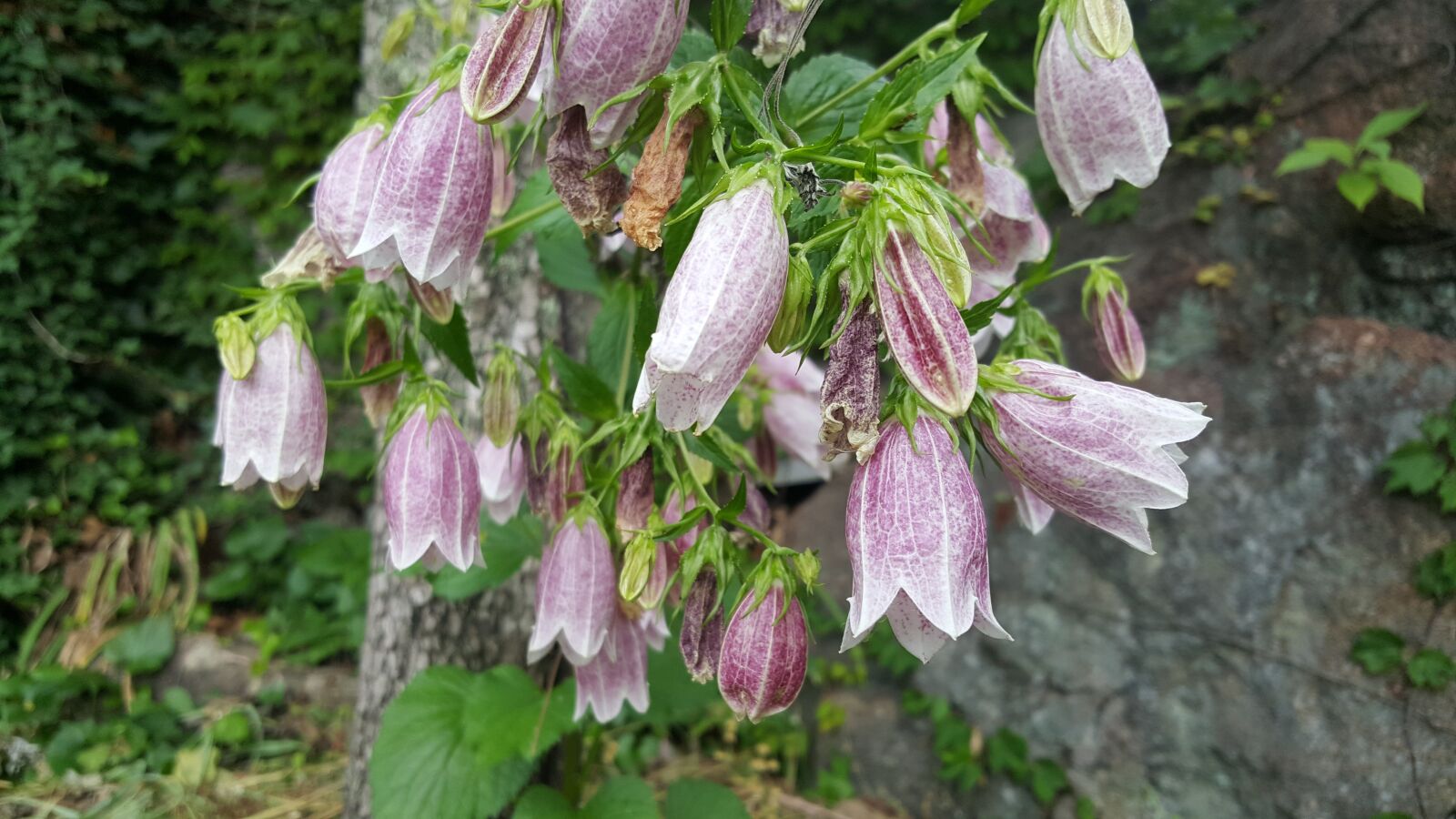Samsung Galaxy Note5 sample photo. Drops flower, wildflower, flowers photography