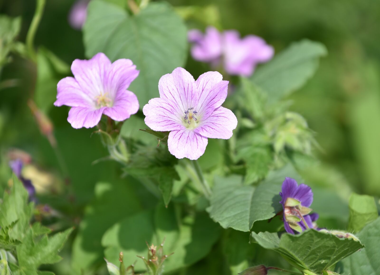 Nikon D5600 sample photo. Flower, plant, petals photography