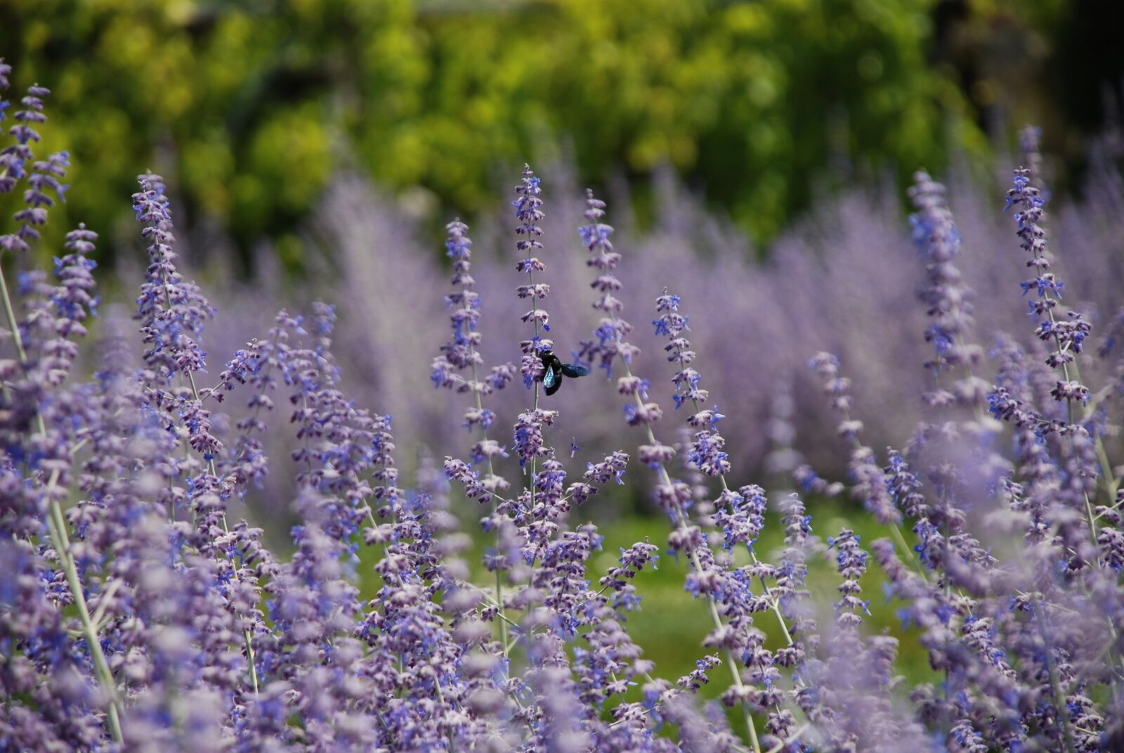 Nikon D80 sample photo. Lavender, garden, insect photography