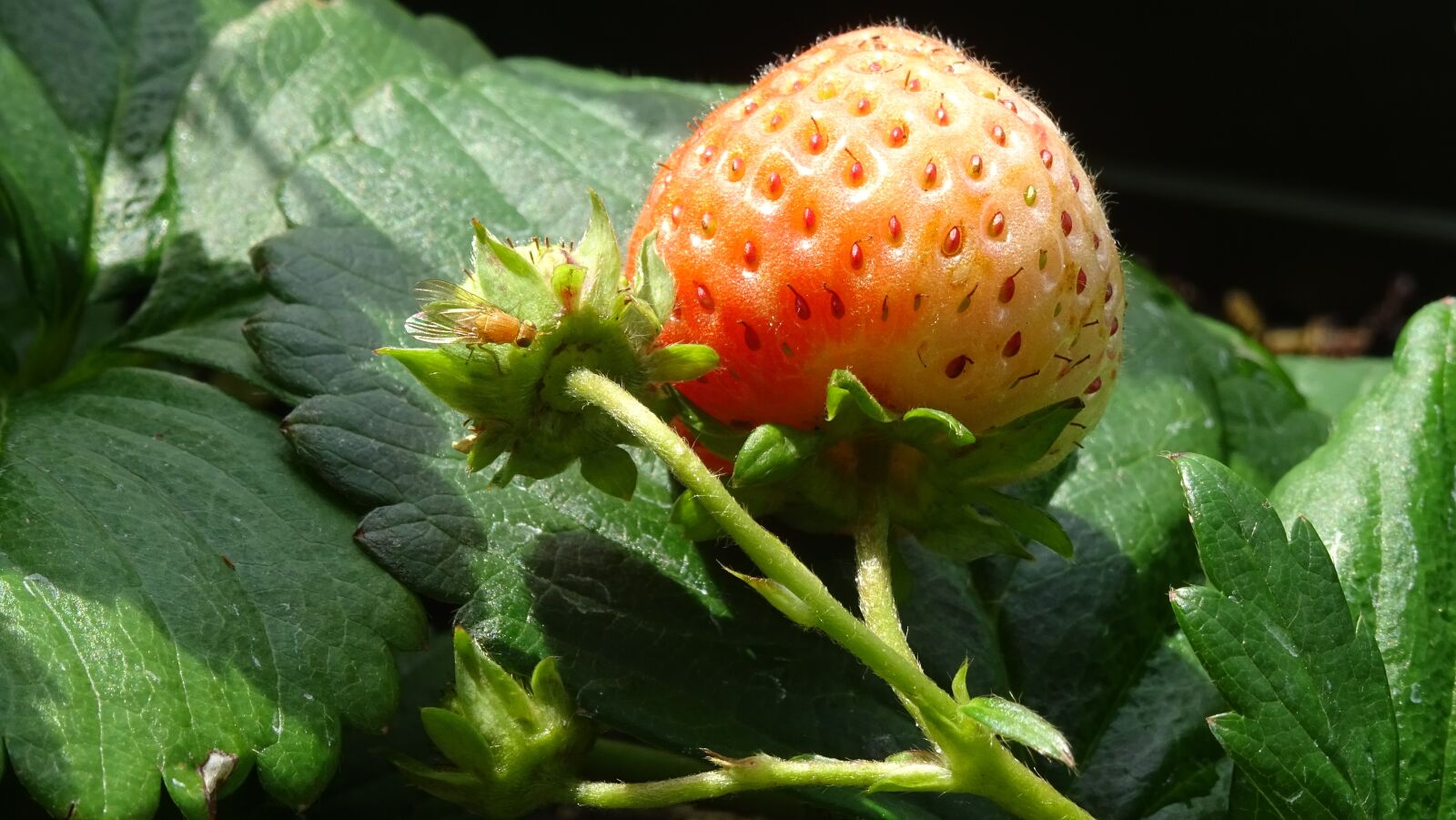 Sony DSC-HX60 sample photo. Mucha, strawberries, insect photography