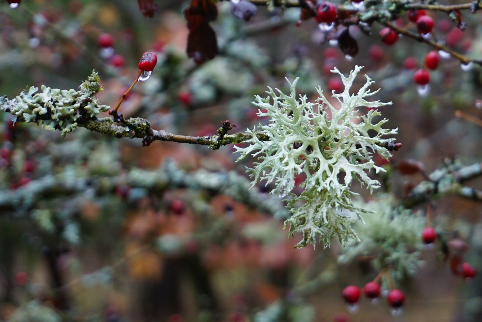 Sony a6000 sample photo. Lichen, brush braid, cladonia photography