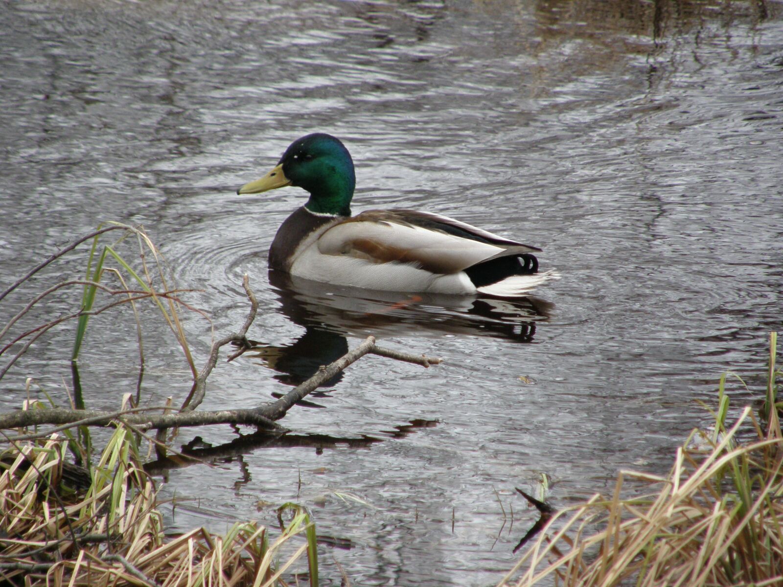 Olympus SP550UZ sample photo. Duck, bird, summer photography