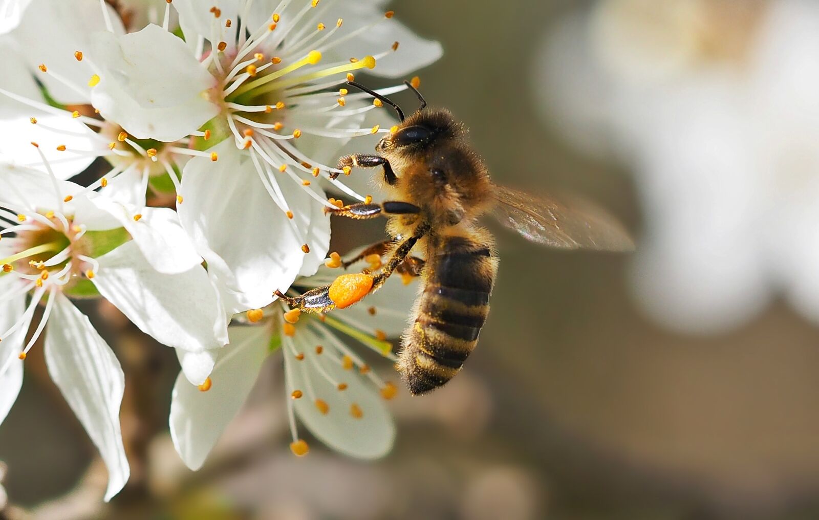 Olympus M.Zuiko Digital ED 60mm F2.8 Macro sample photo. Bee, on blackthorn blossom photography