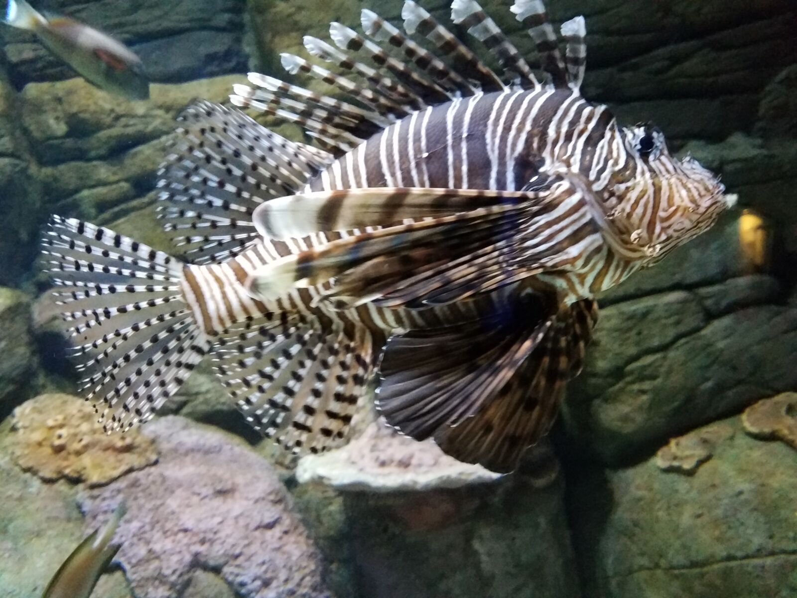 Samsung Galaxy S7 Edge sample photo. Aquarium, lion tiger fish photography