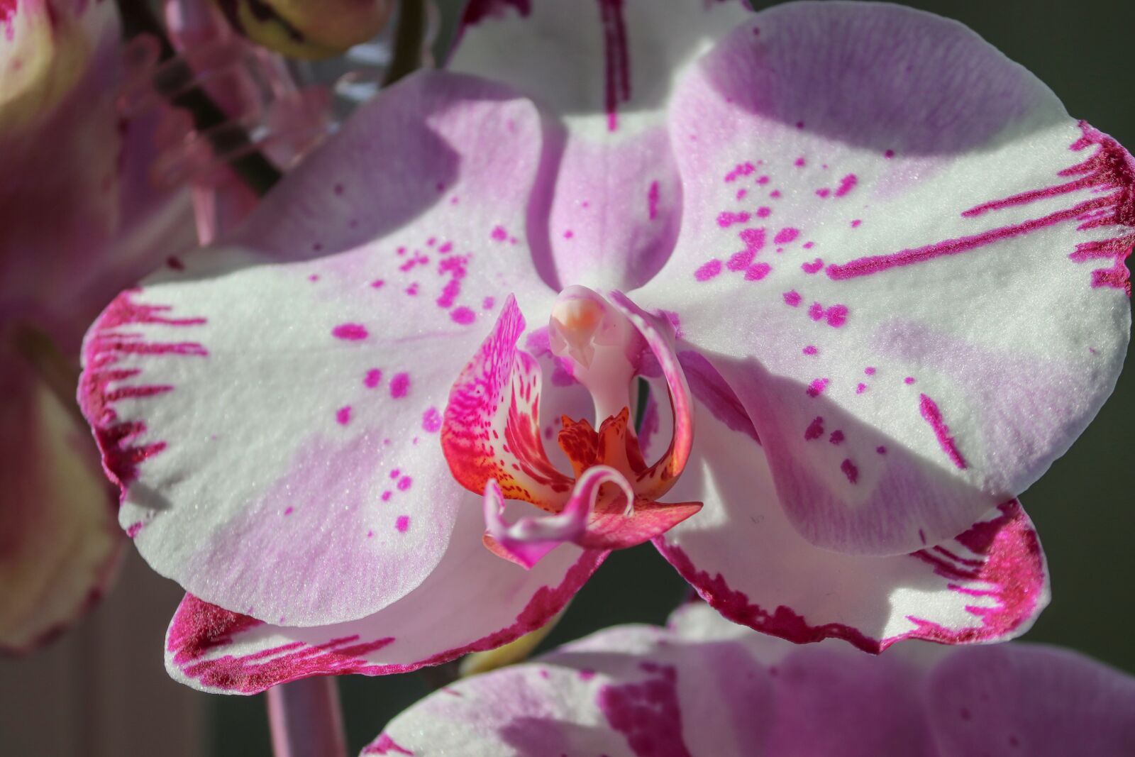 Canon EOS 200D (EOS Rebel SL2 / EOS Kiss X9) sample photo. Orchid, ornamental plant, orchidaceae photography