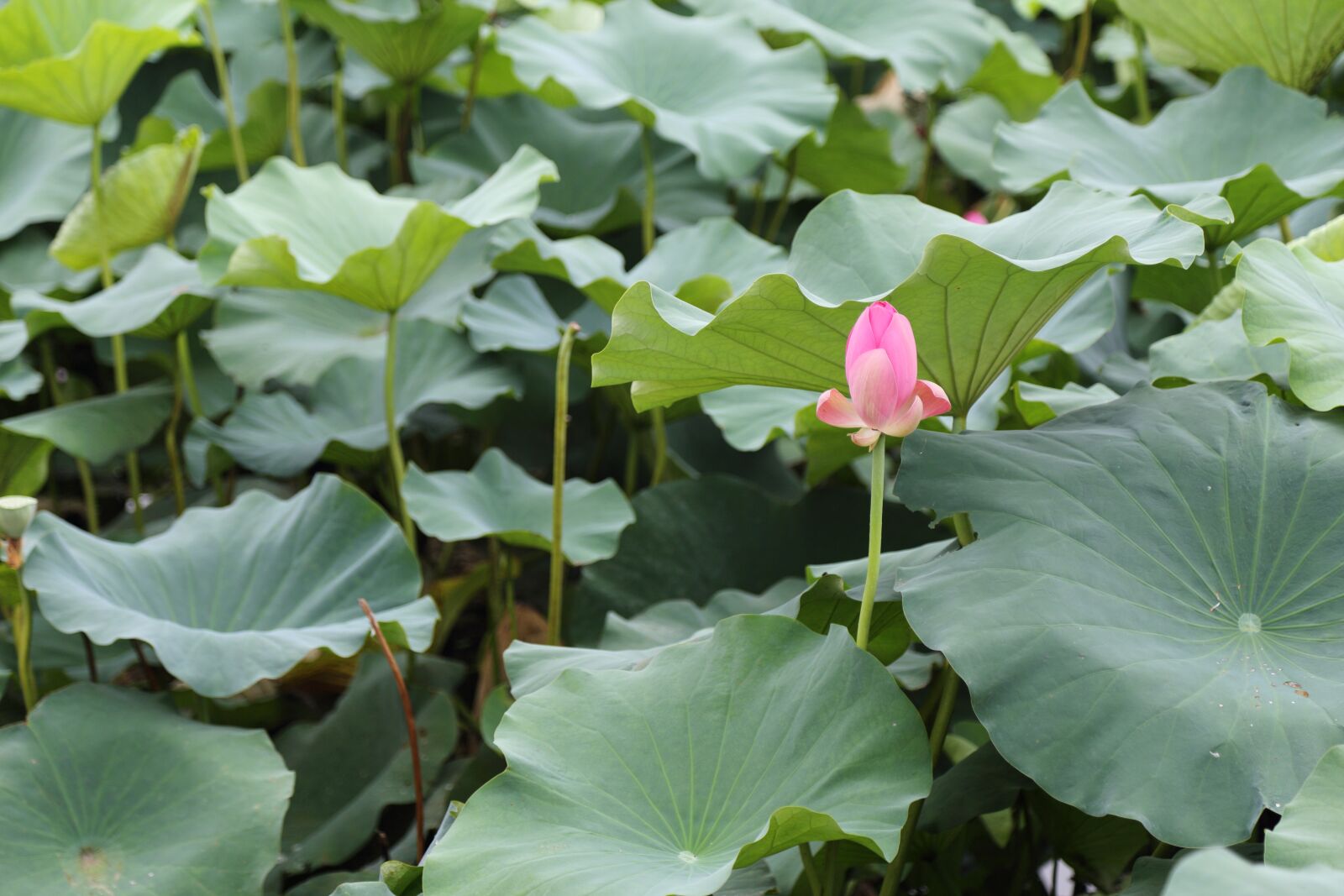 Canon EOS 6D + Canon EF 24-105mm F4L IS USM sample photo. Lotus, the scenery, park photography