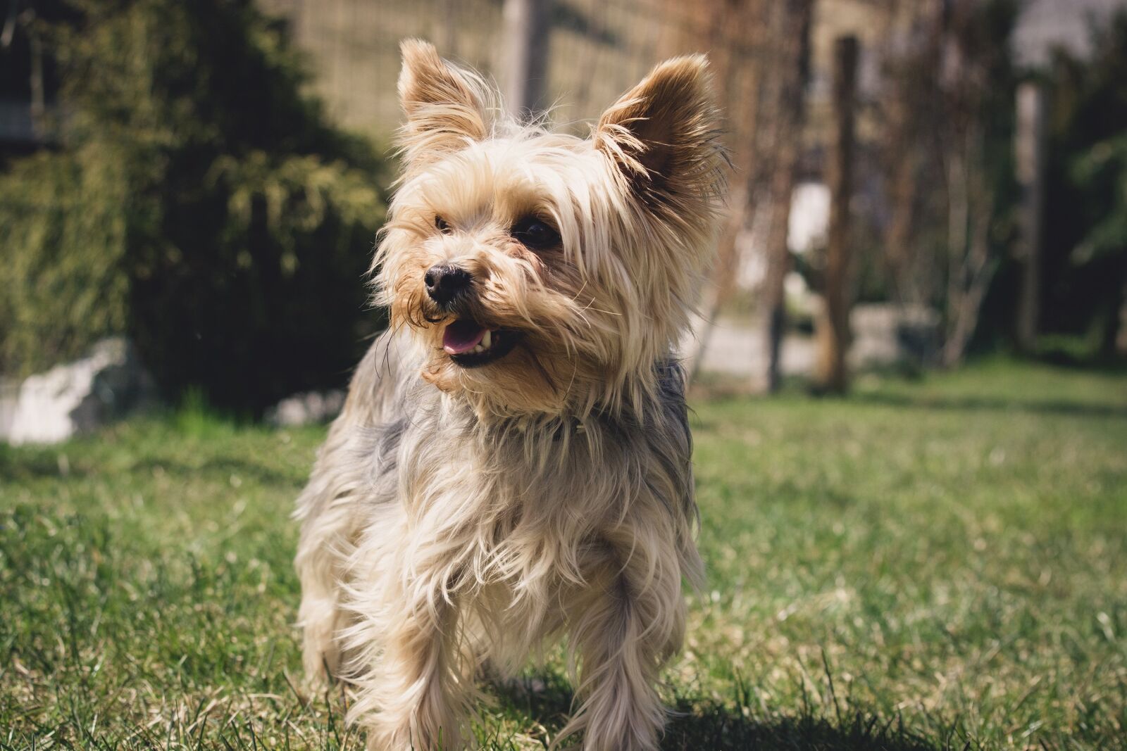 Nikon D7100 sample photo. Dog, small, yorkie photography