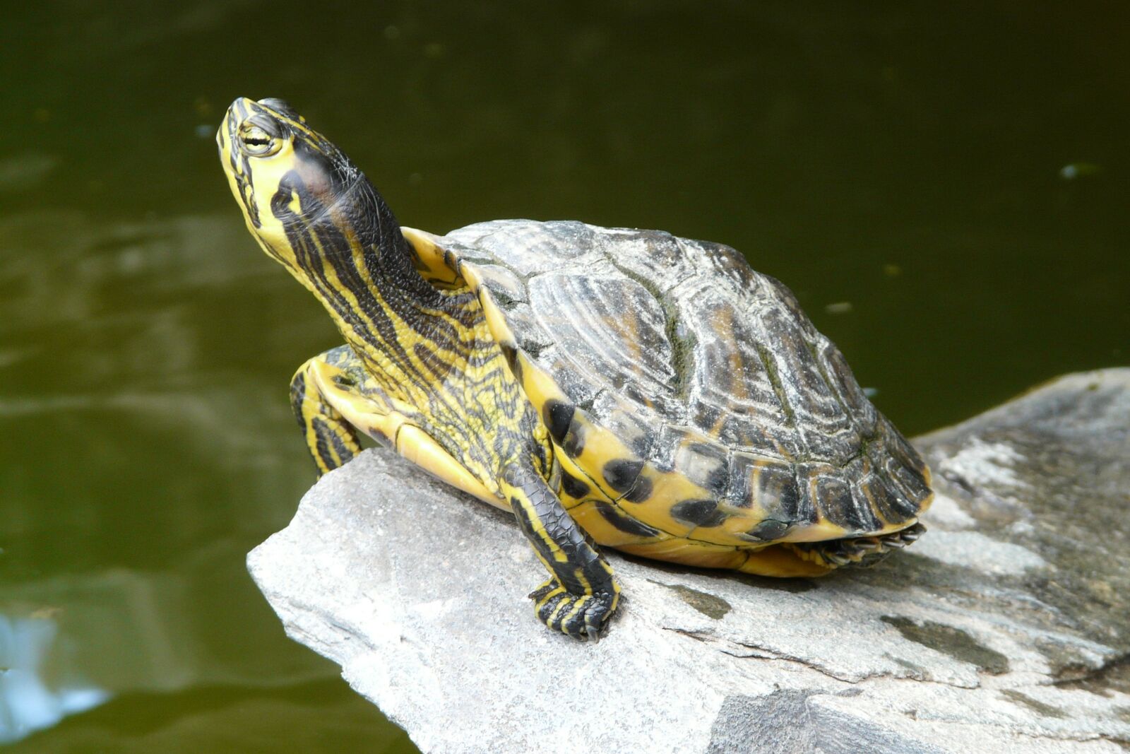 Panasonic DMC-FZ18 sample photo. Water turtle, long jibe photography